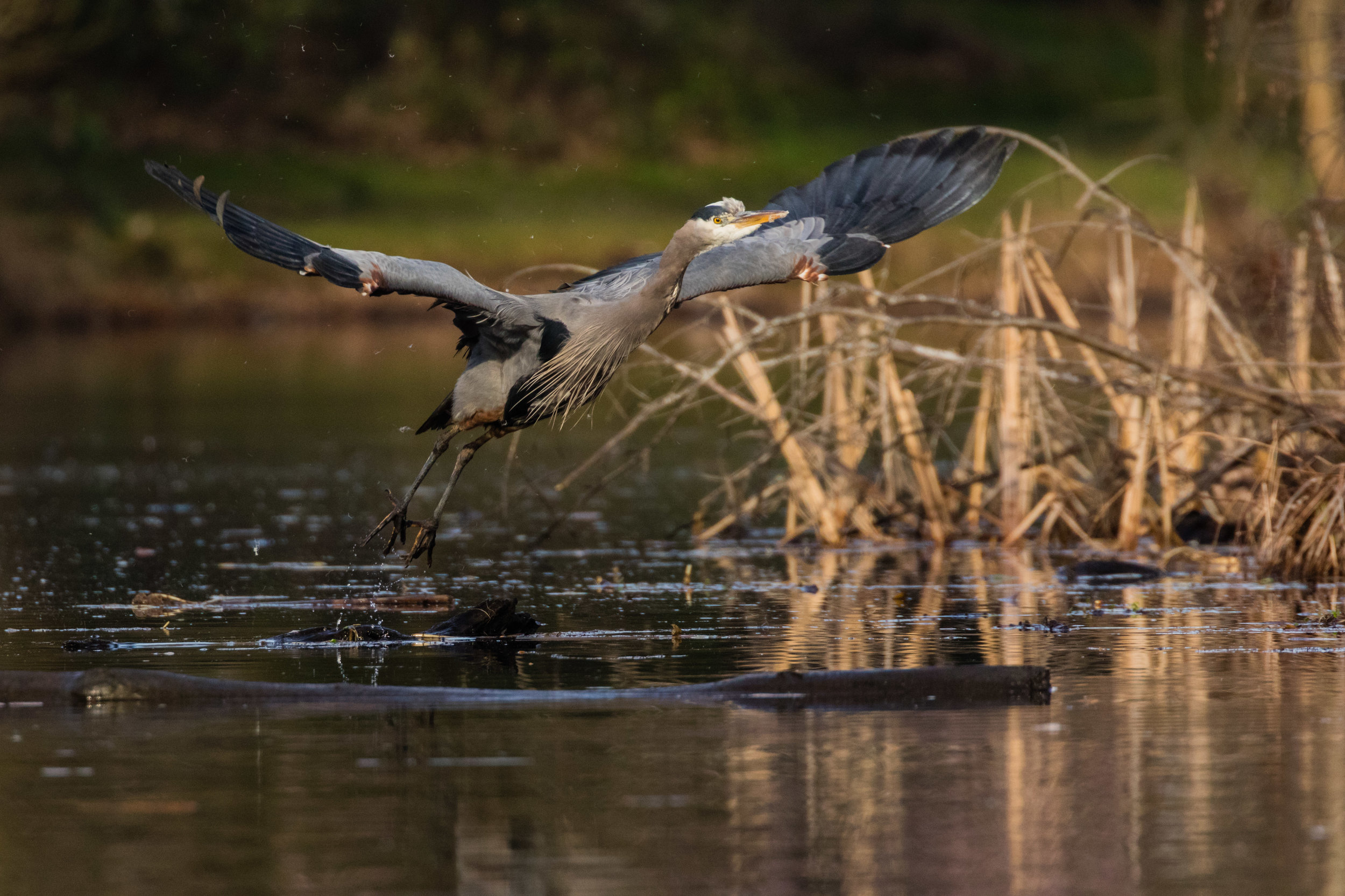 Heron, Washington Arboretum Park