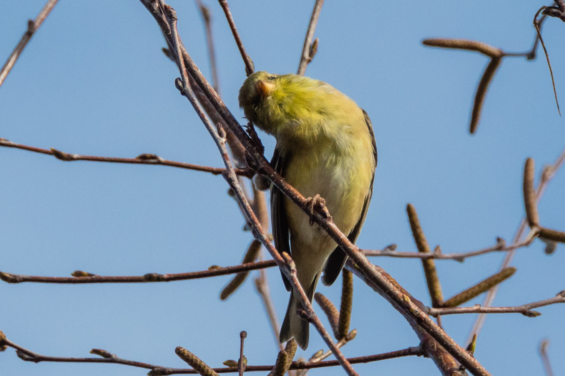 Western Tanager, Arboretum