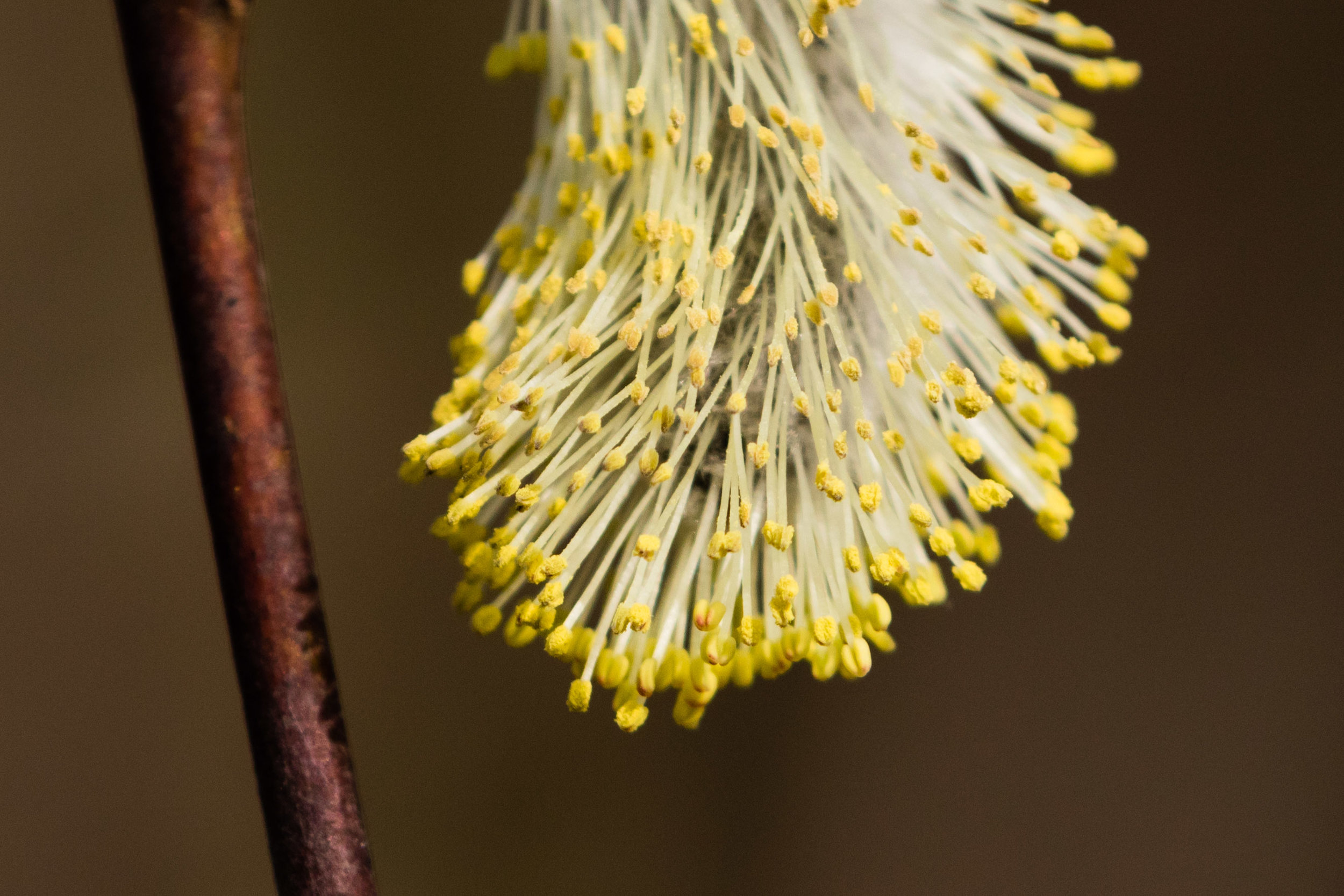 Washington Park Arboretum