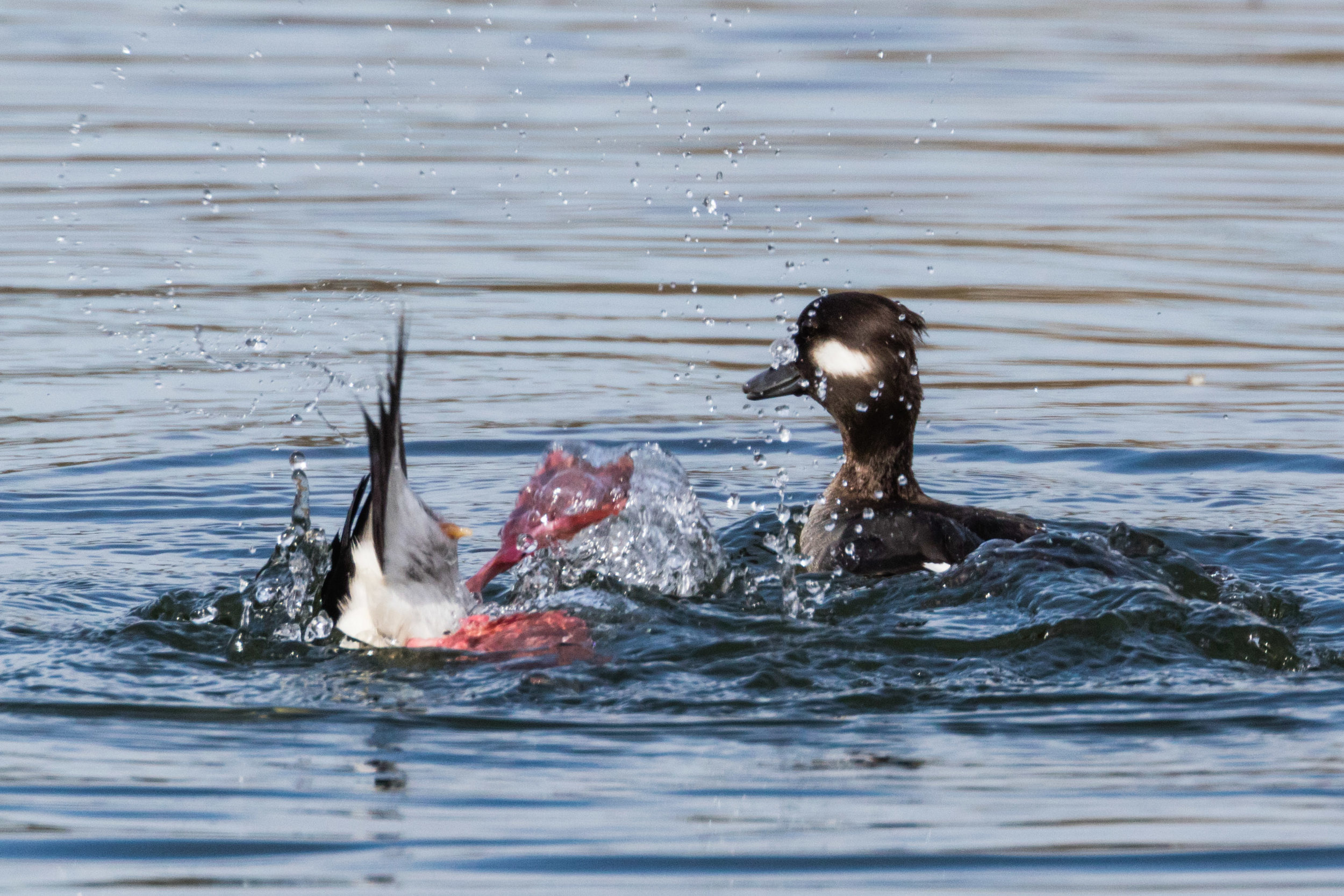 Buffleheads. Magnuson Park, Seattle