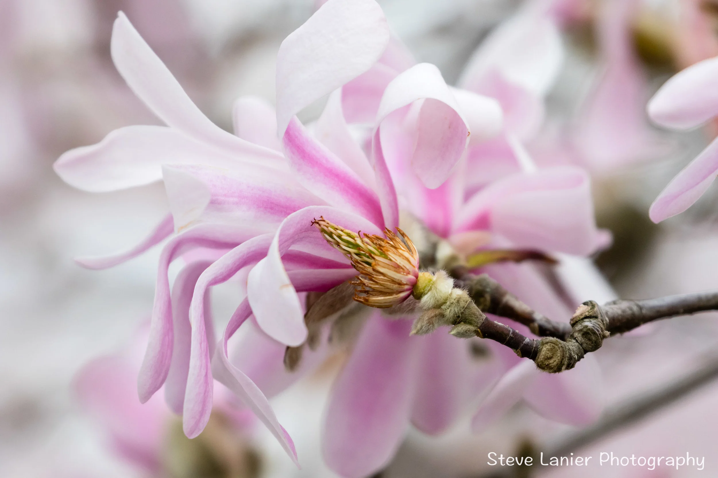 Magnolia.  Edmonds, WA