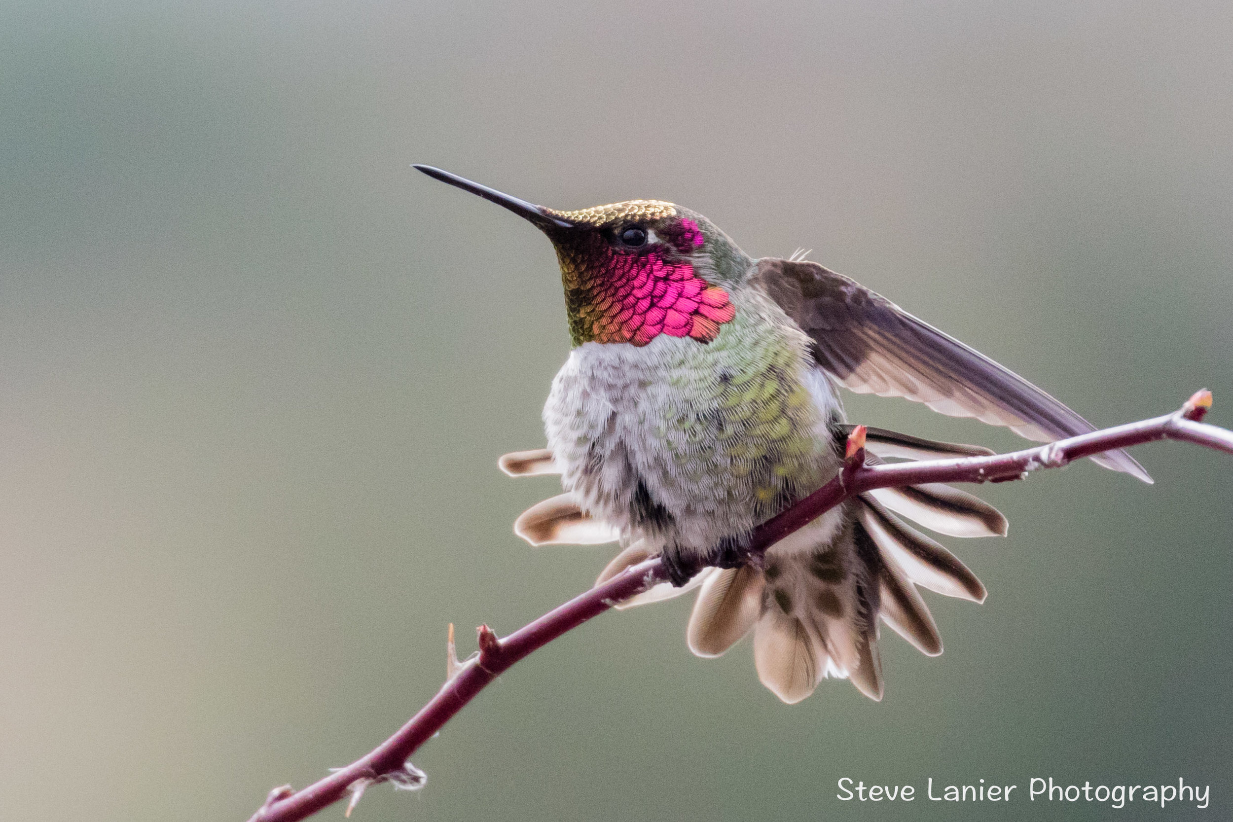 Anna's Hummingbird