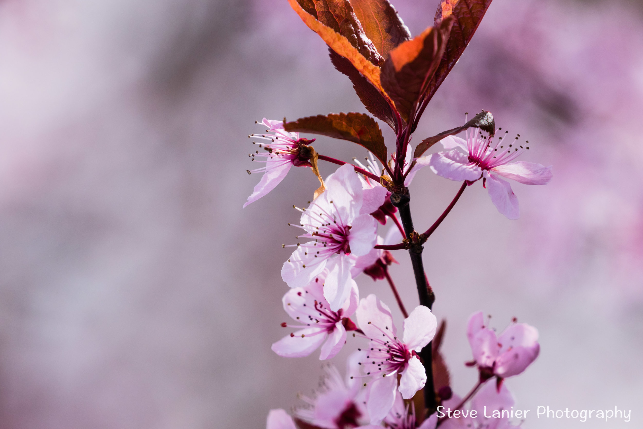 Flowering Cherry.  Edmonds
