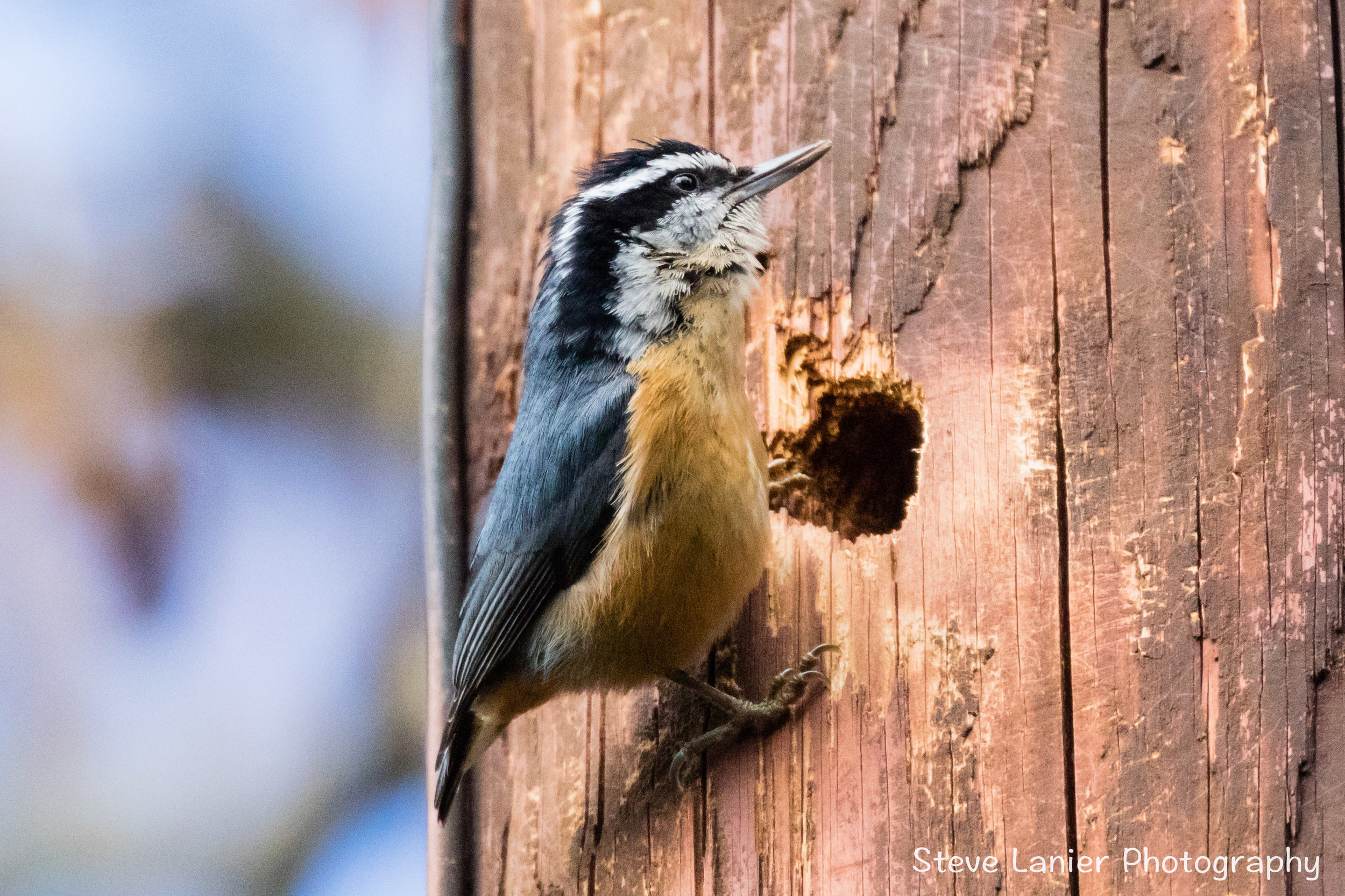 Nuthatch on Telephone Pole.  Edmonds