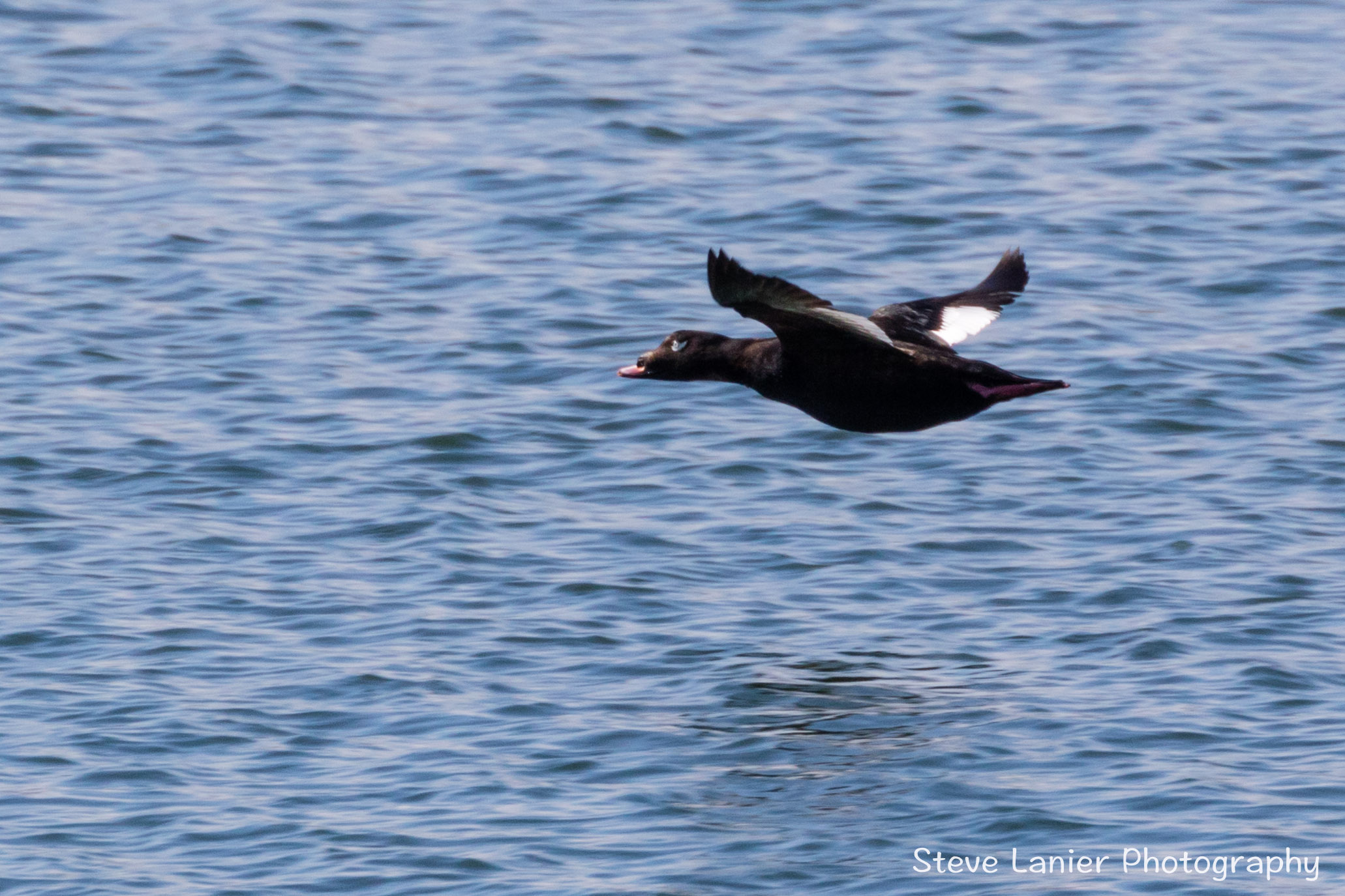 White Winged Scoter, Blaine, WA