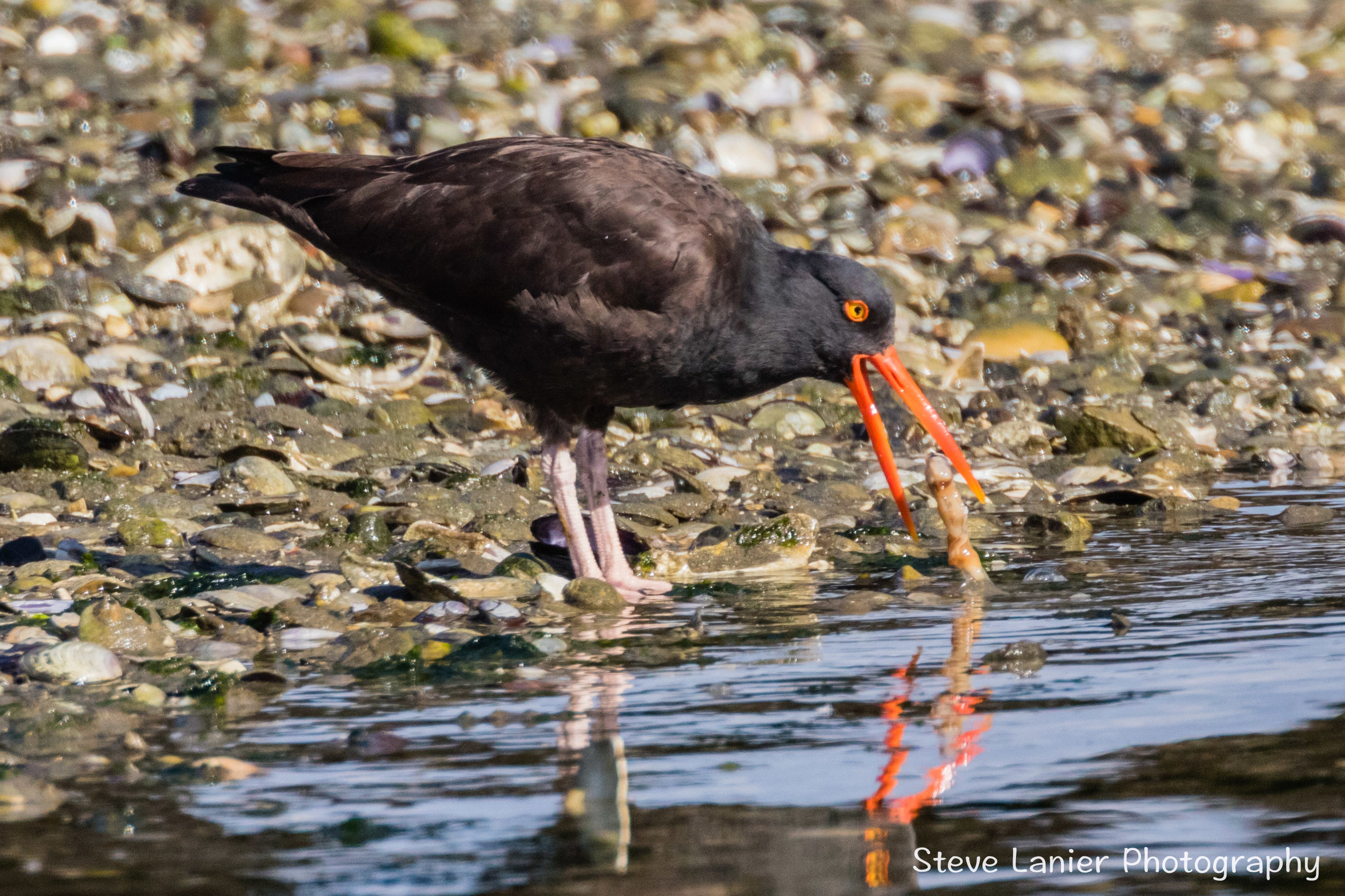 Black Oystercatcher.  Semiamoo, WA