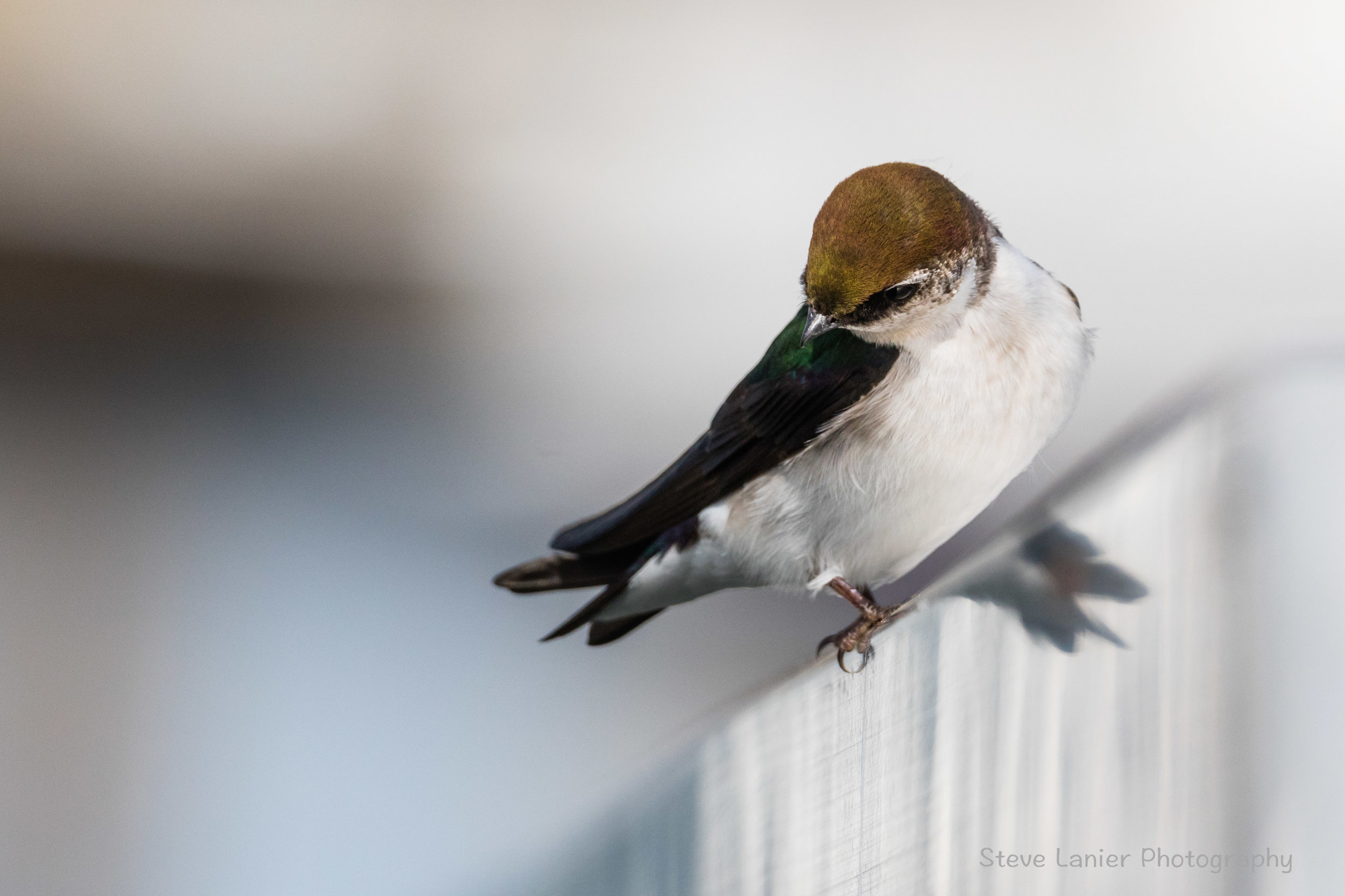 Violet Green Swallow.  Edmonds, WA
