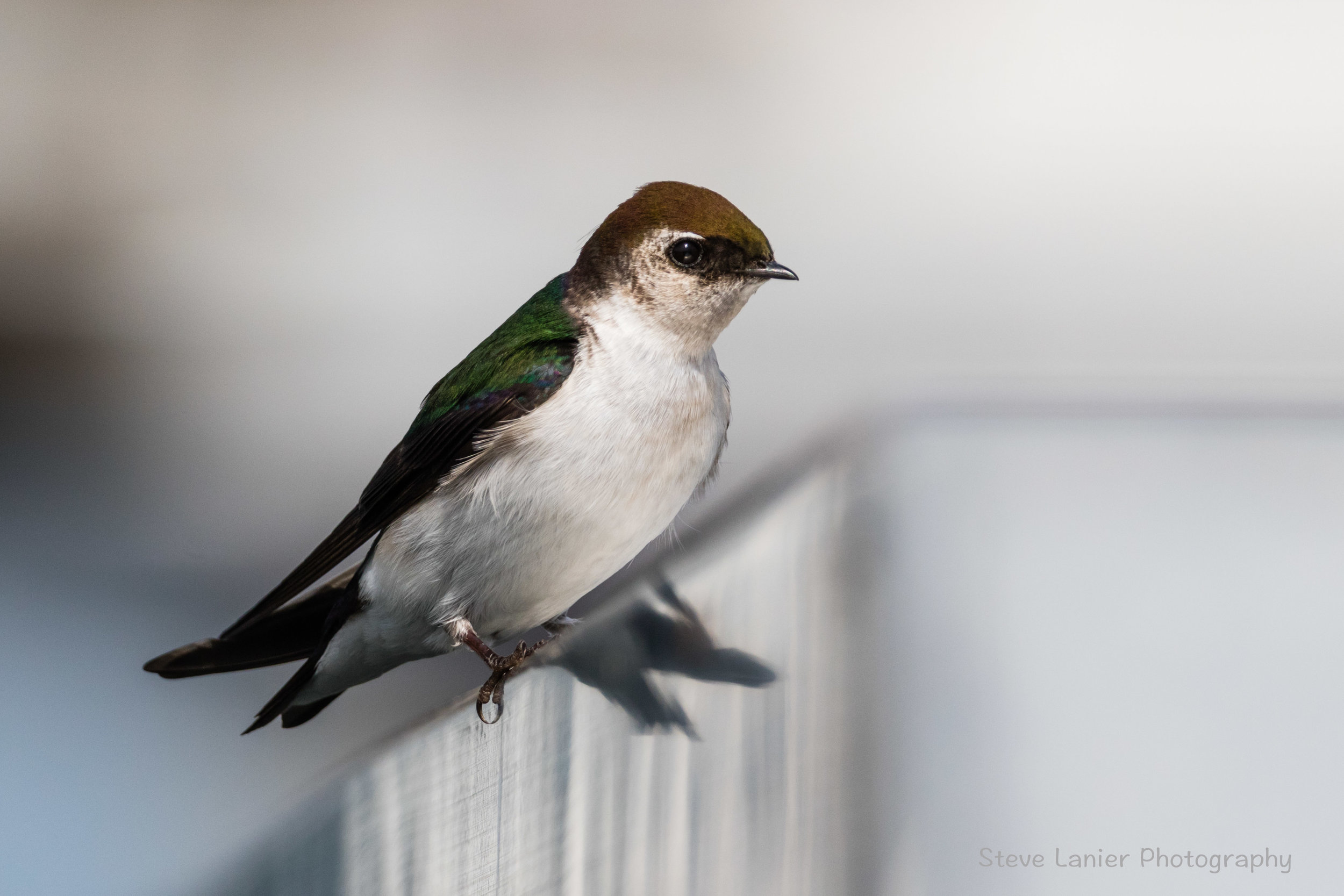Violet Green Swallow.  Edmonds, WA
