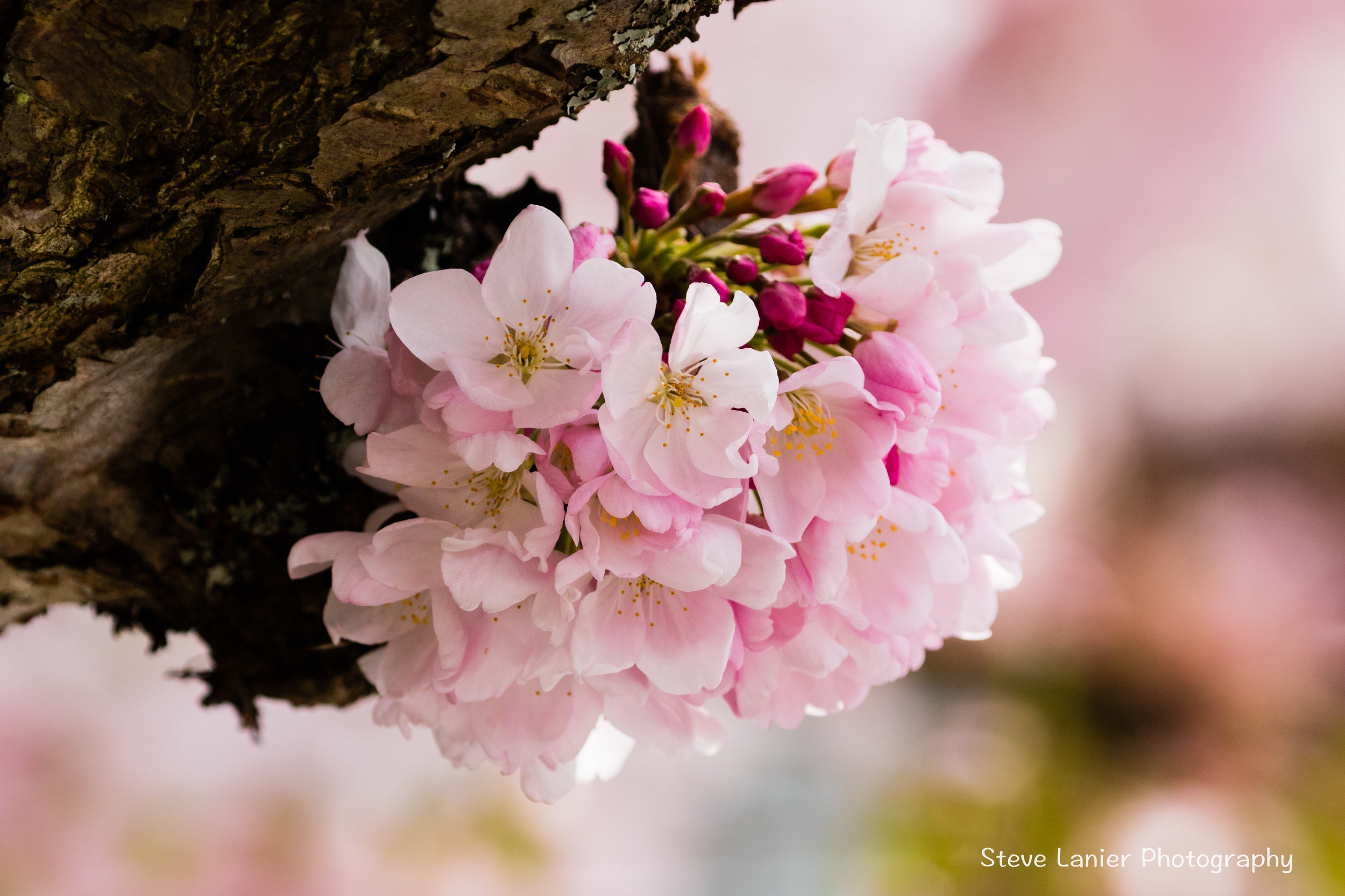Cherry Blossoms.  Edmonds WA