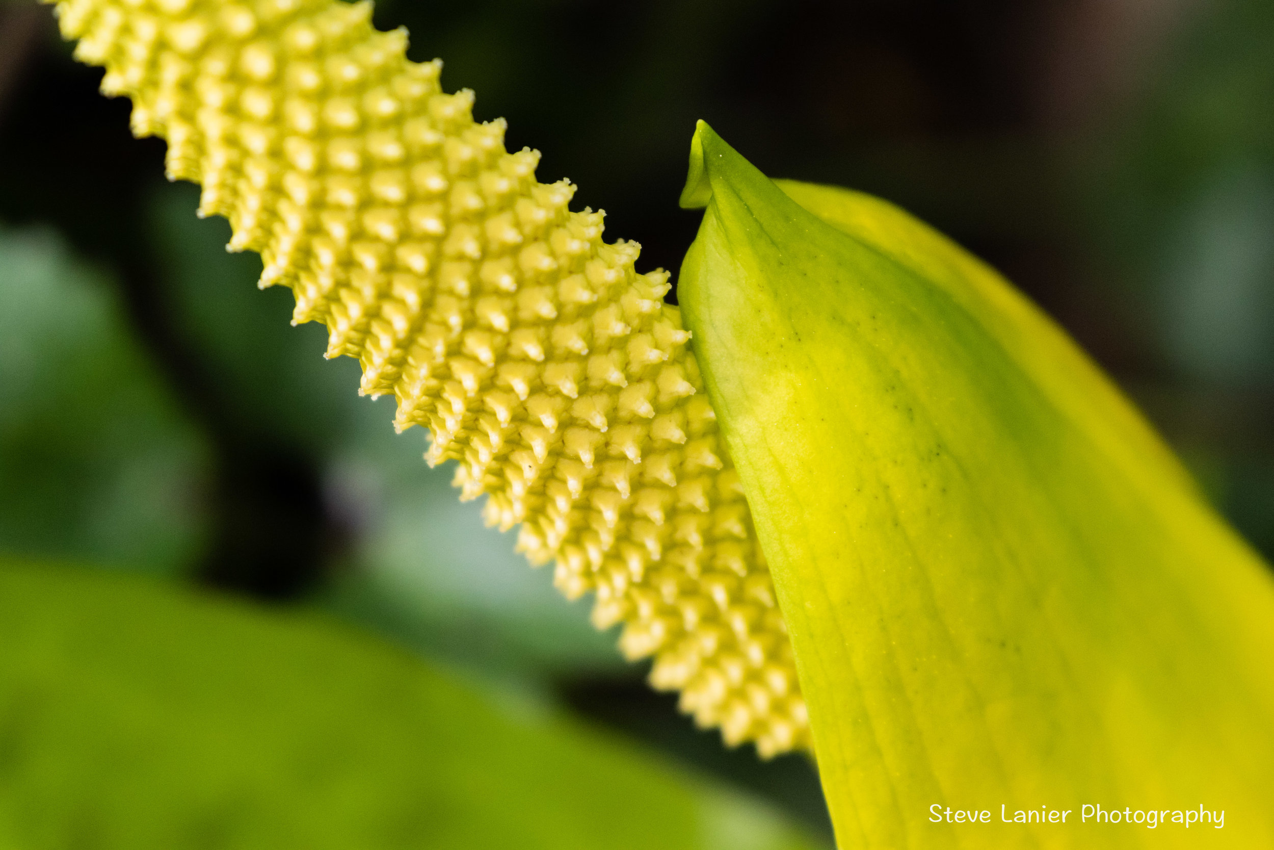 Skunk Cabbage Flower.  Yost Park, WA