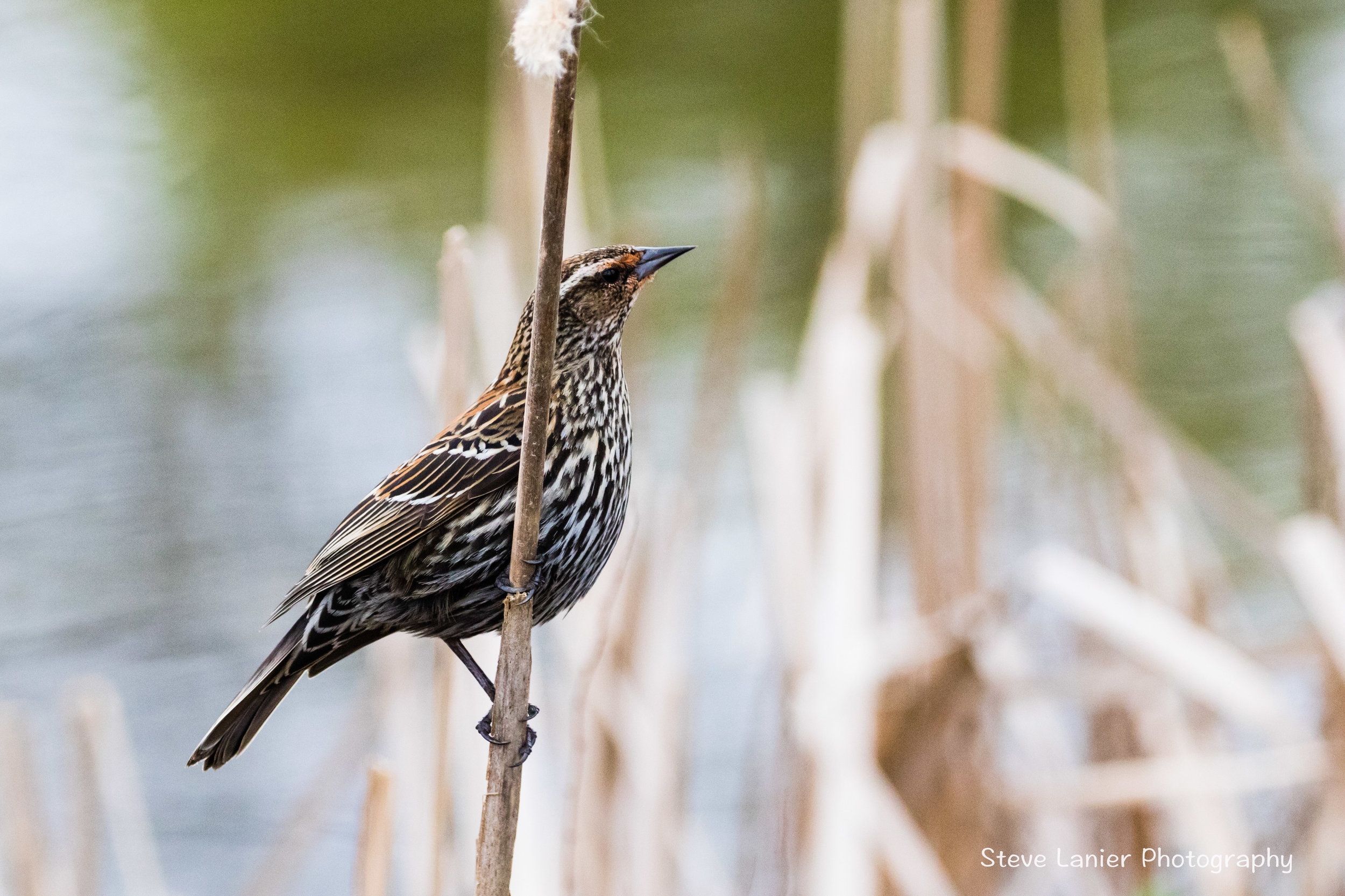 Female Red Winged Blackbird.  Jaunita Park, Edmonds, WA