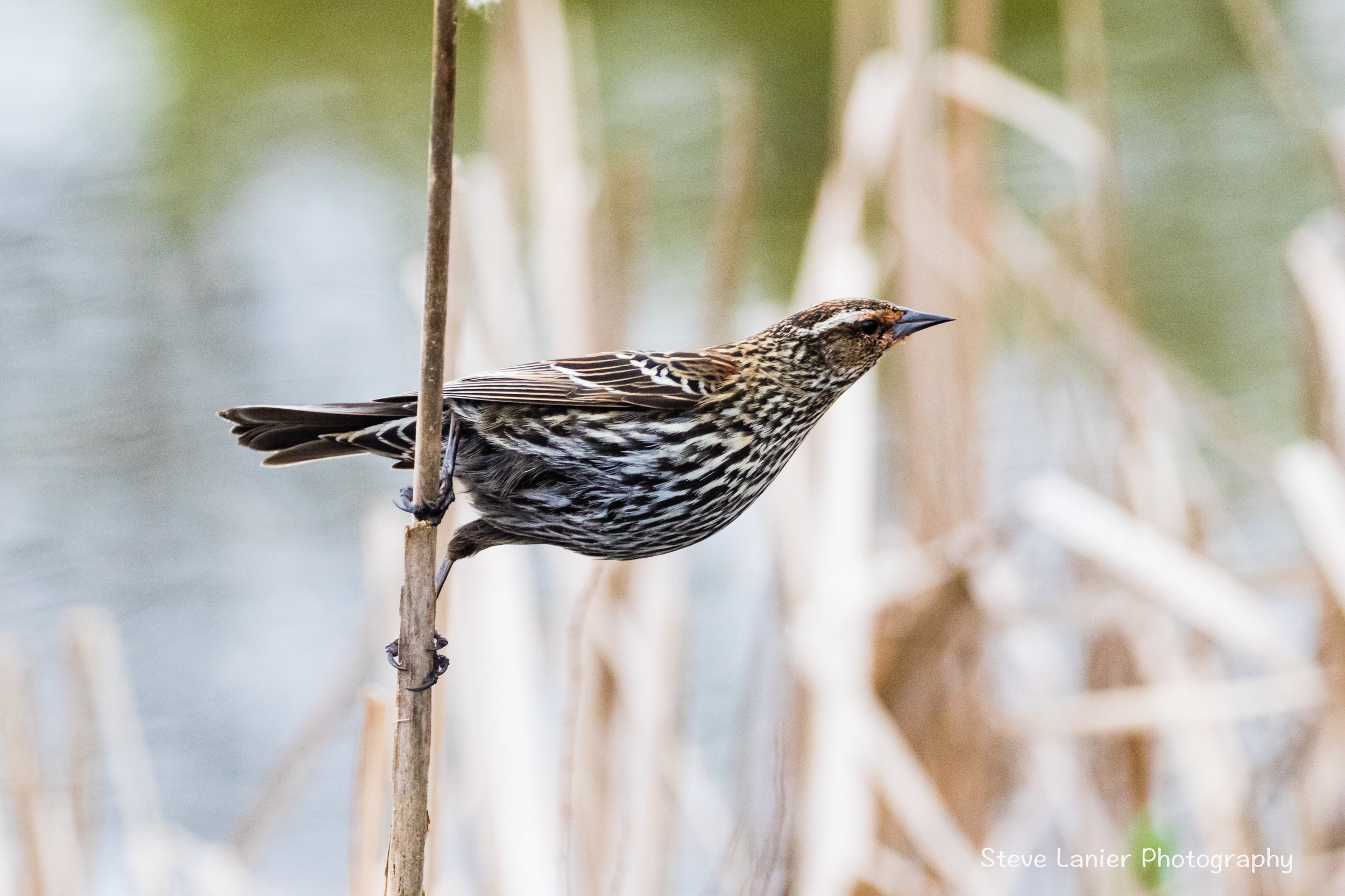 Female Red Winged Blackbird.  Jaunita Park, Edmonds, WA