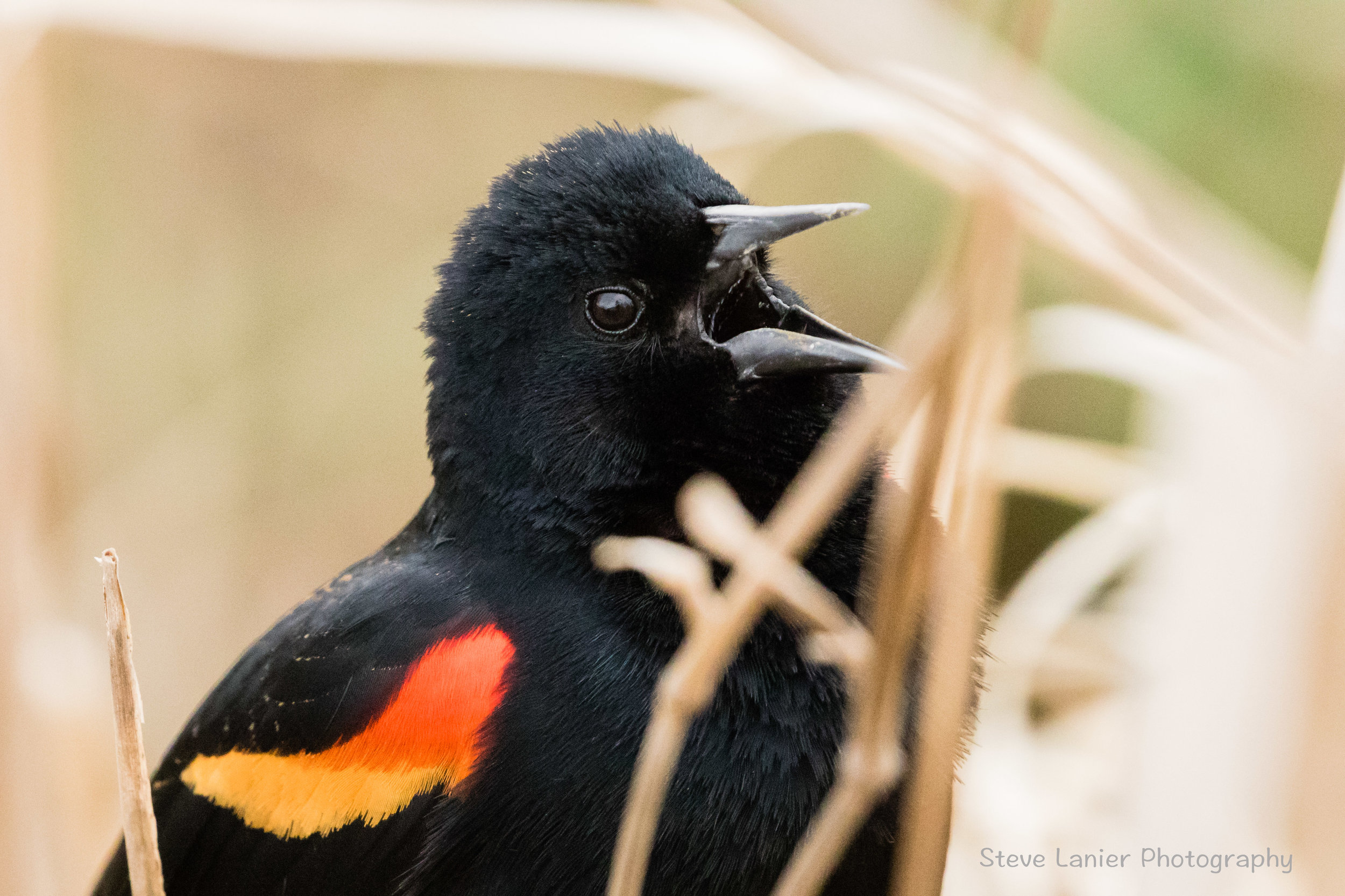 Male Red Winged Blackbird.  Jaunita Park, Edmonds, WA