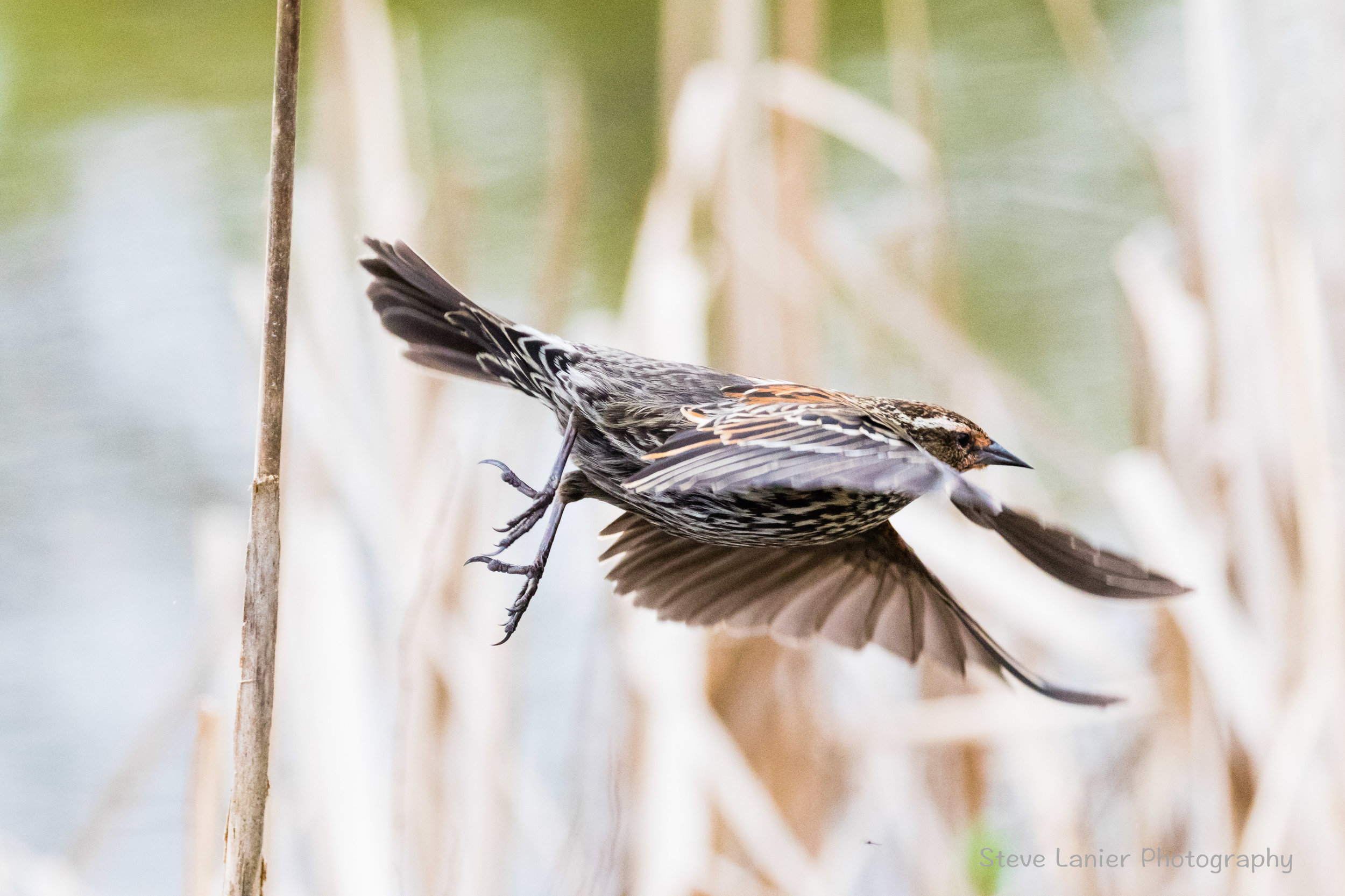 Female Red Winged Blackbird.  Jaunita Park, Edmonds, WA