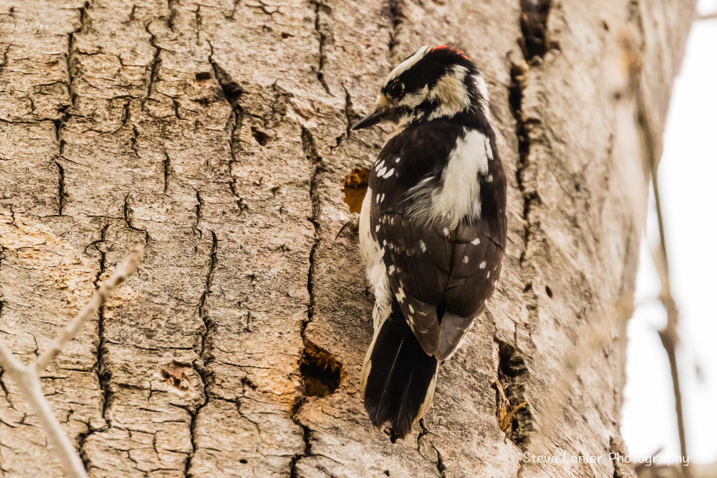Hairy Woodpecker.  Jaunita Park, WA