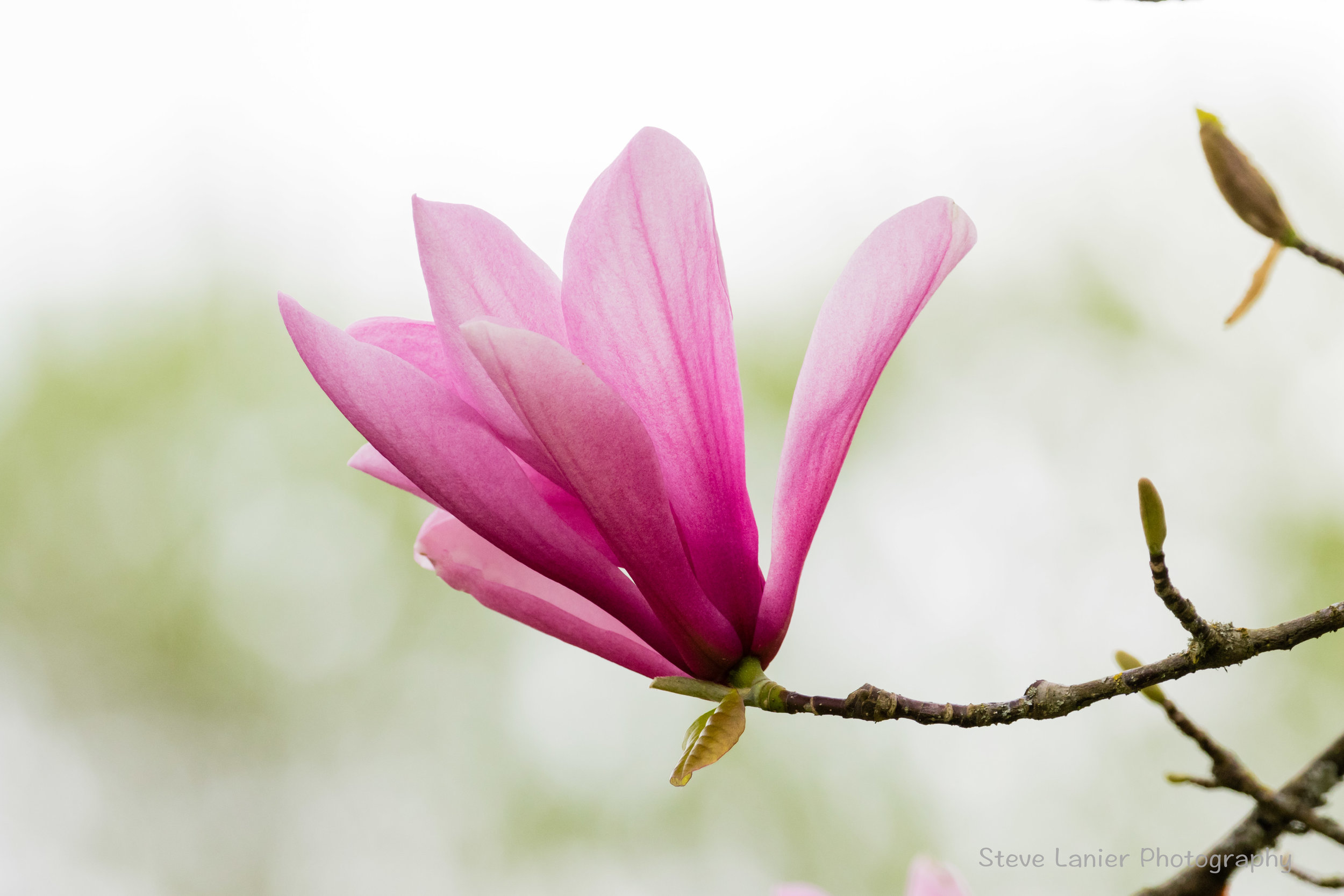 Magnolia Blossom.  Juanita Park, WA