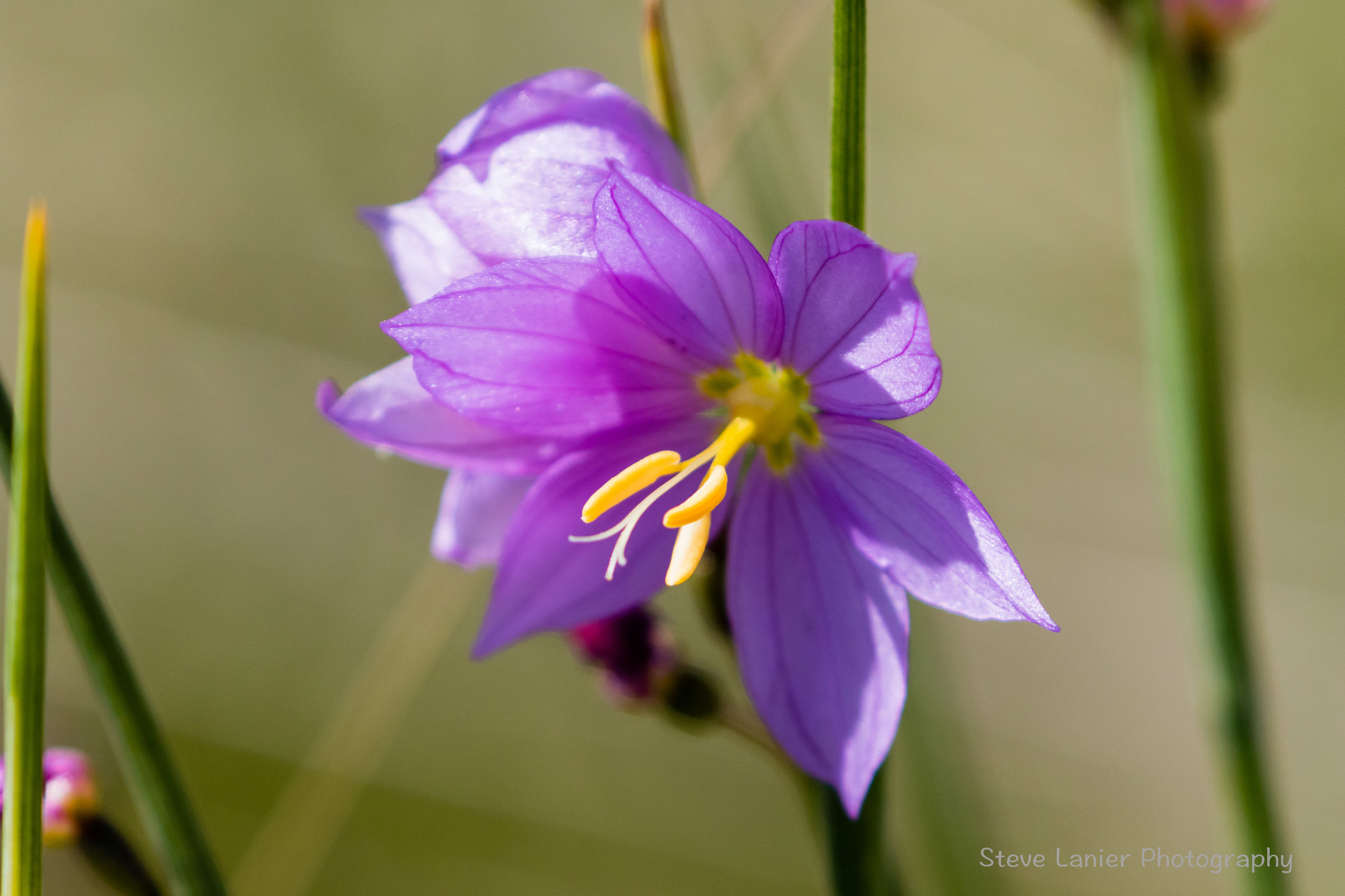 Wildflower.  Turnbull Wildlife Preserve; Cheney, WA