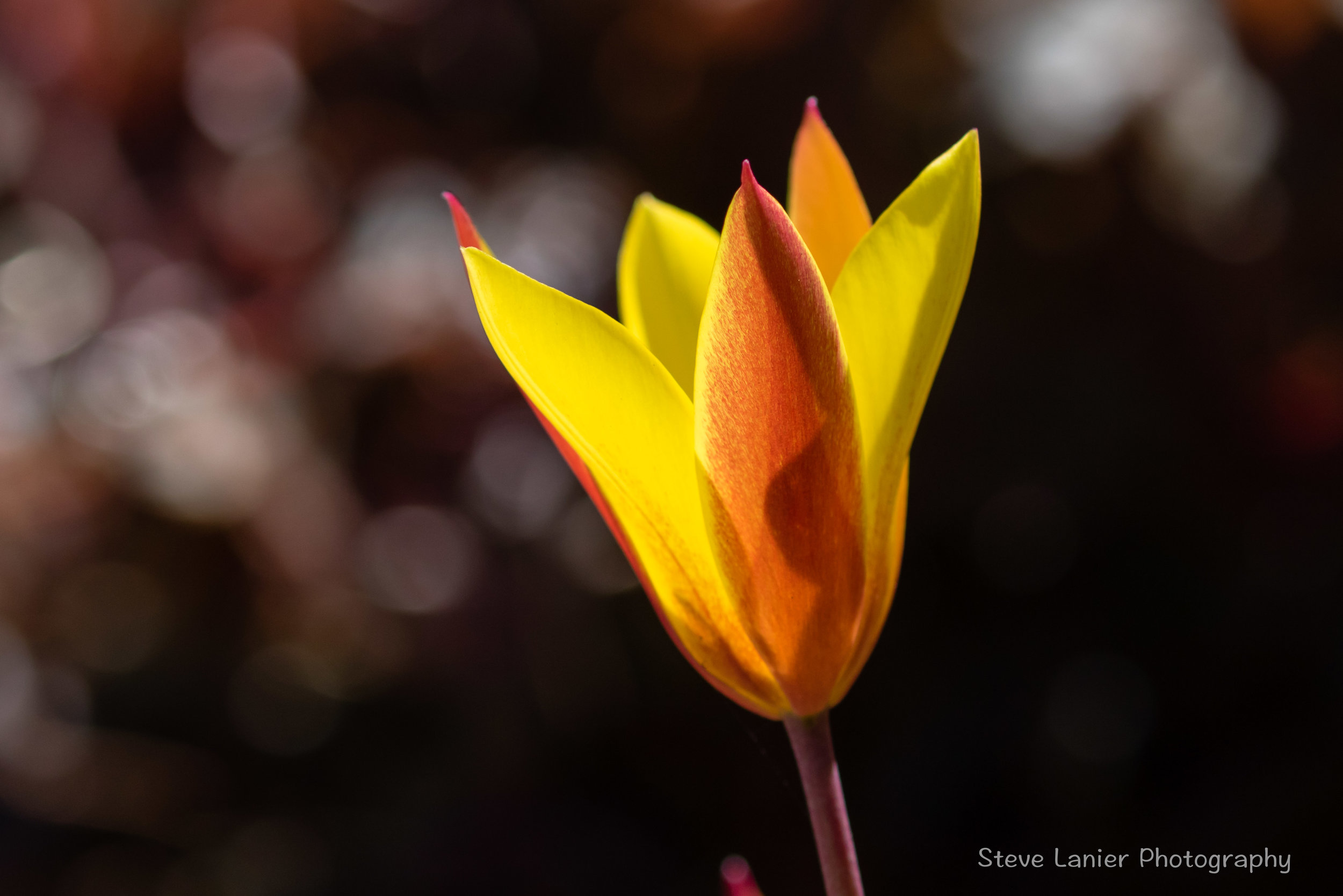 Tulip.  Edmonds, WA