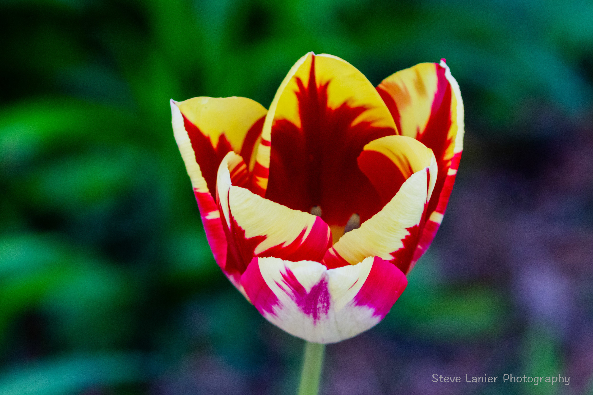 Tulip.  Edmonds, WA
