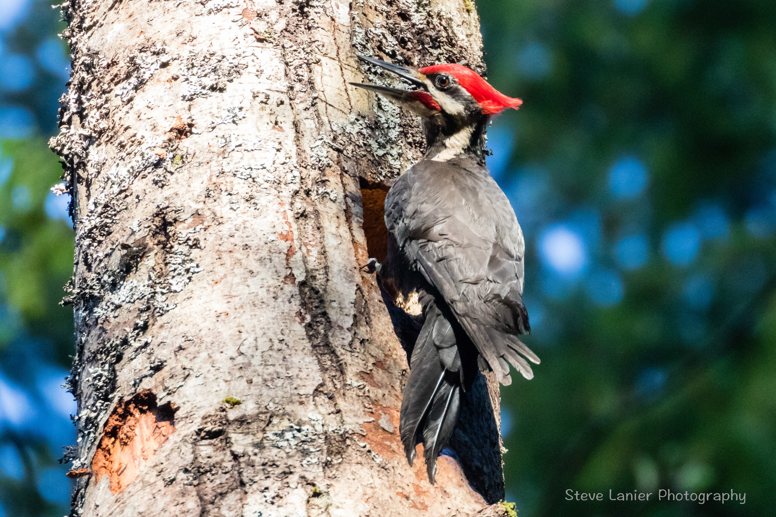 Pileated Woodpecker.  Pine Ridge Park; Edmonds, WA