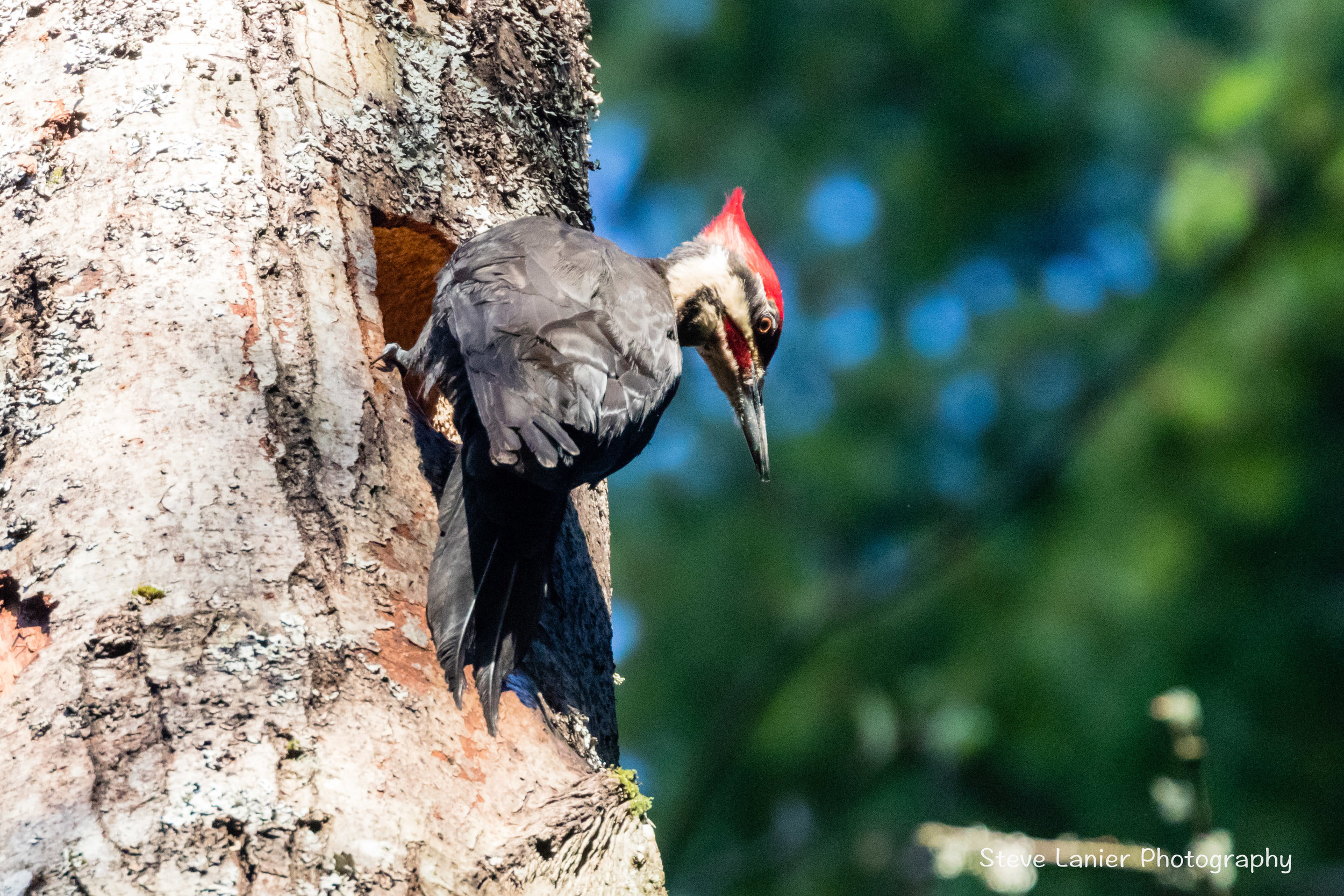 Pileated Woodpecker.  Pine Ridge Park; Edmonds, WA
