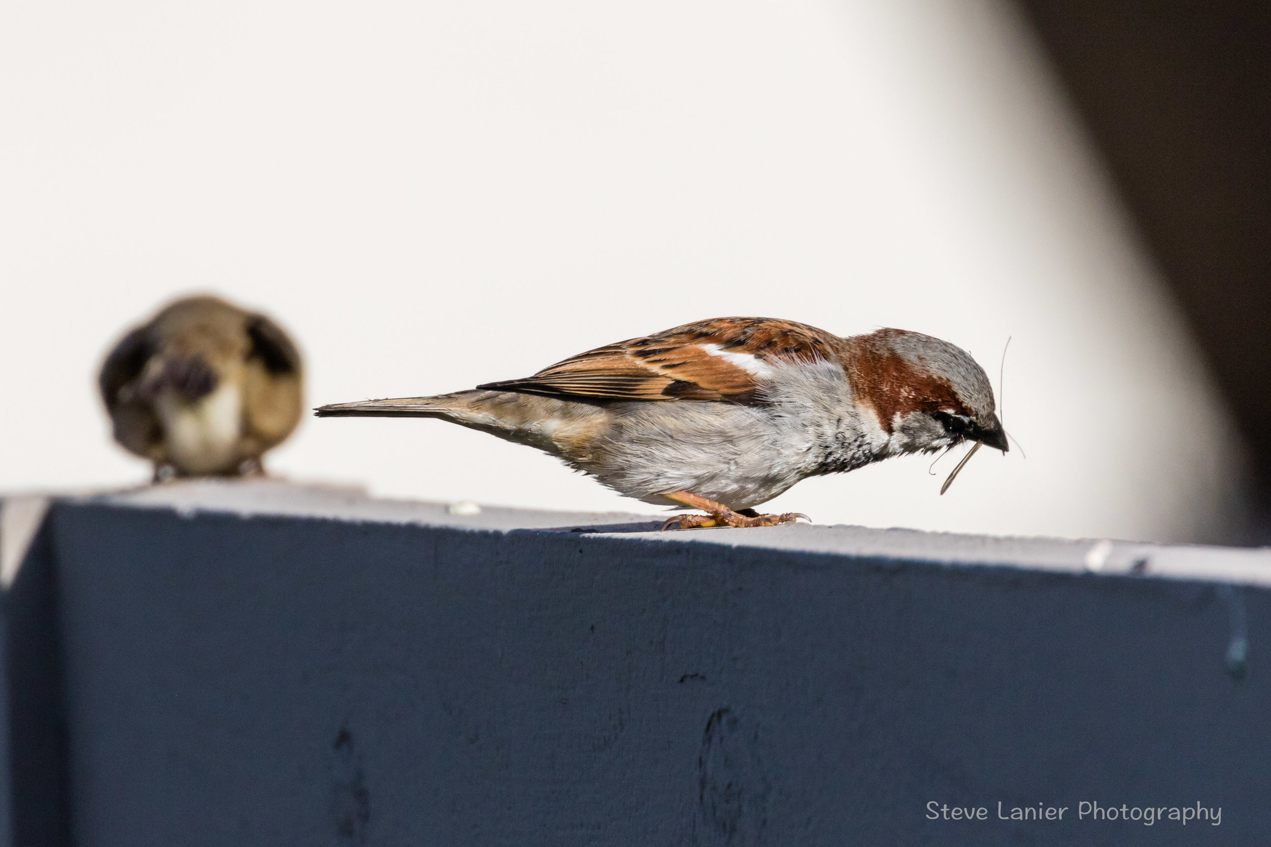 House Sparrow.  Edmonds, WA