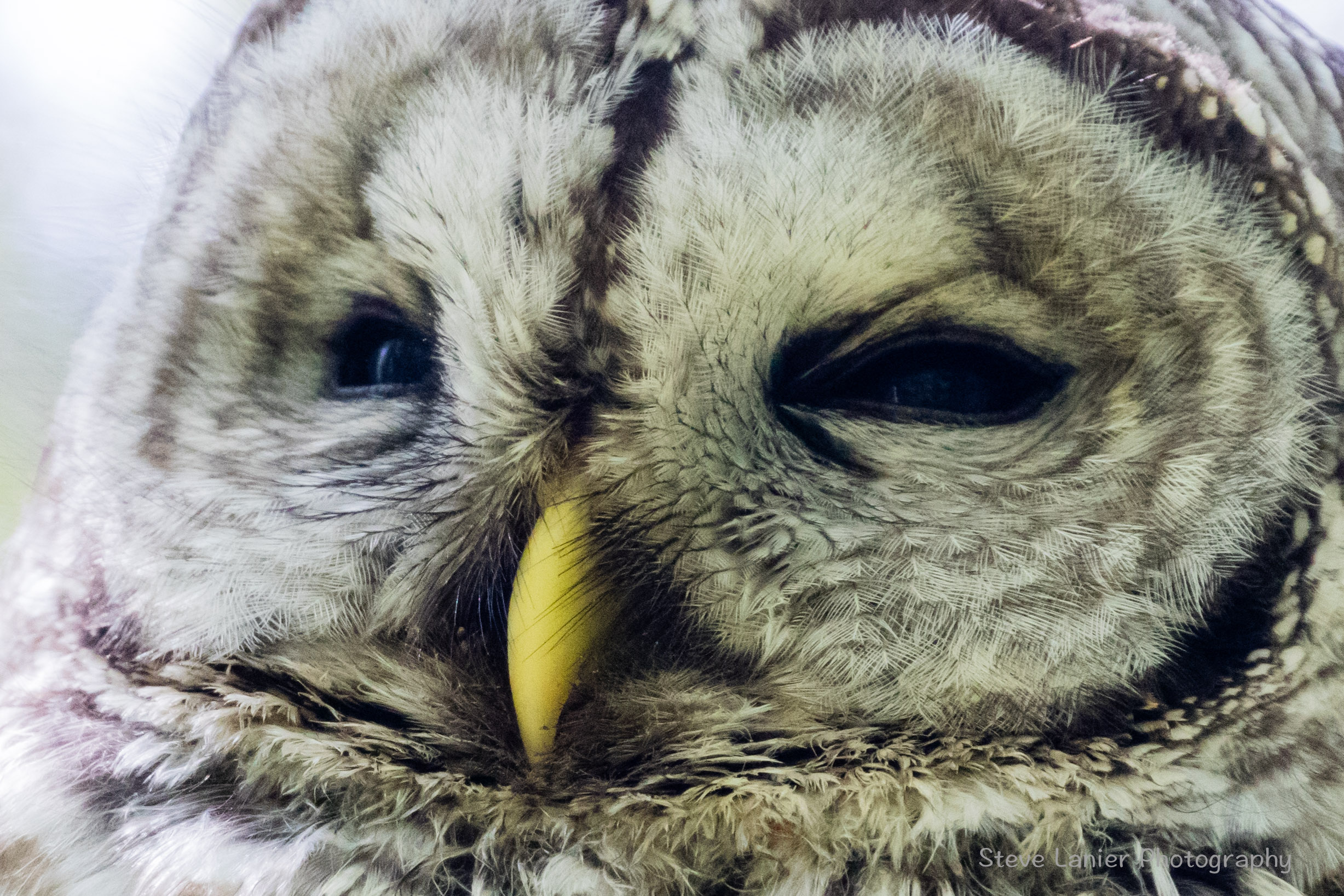 Barred Owl.  Yost Park, Edmonds