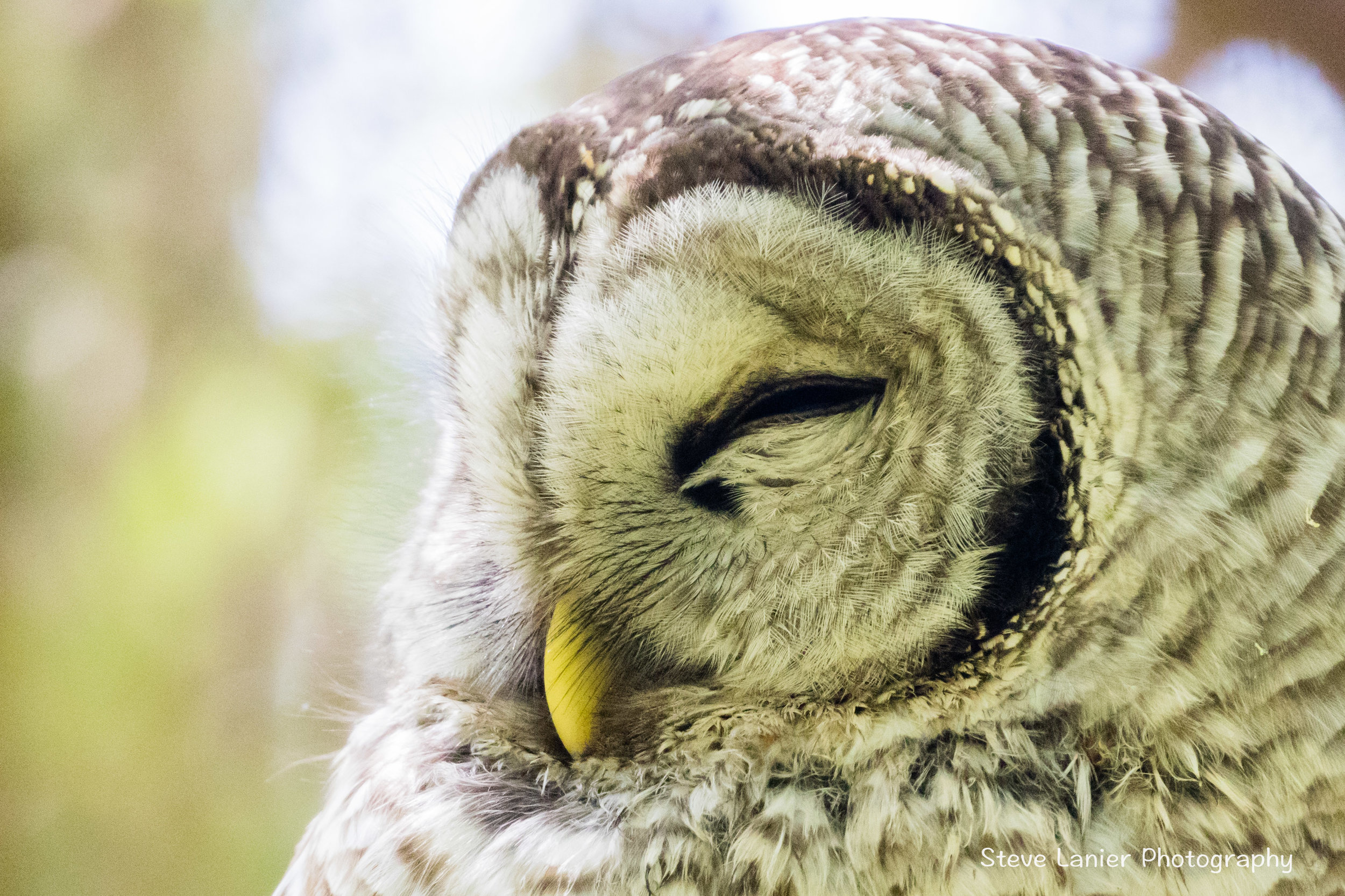Barred Owl.  Yost Park, Edmonds WA