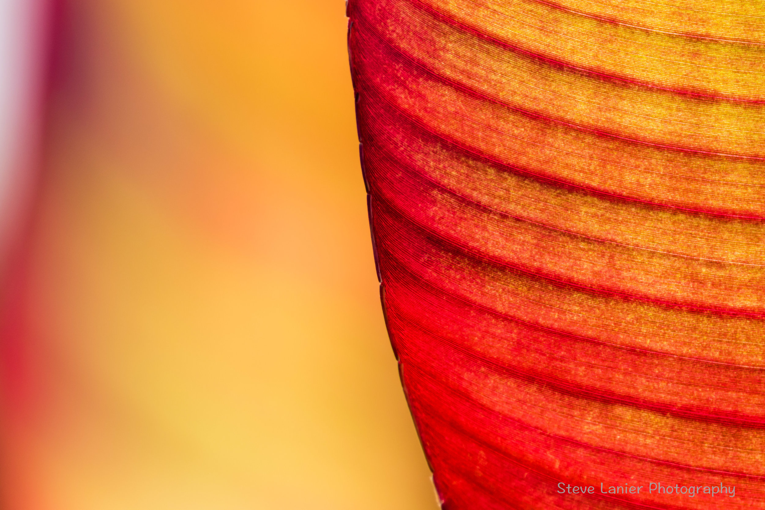 Canna Lily Leaf.  Edmonds, WA