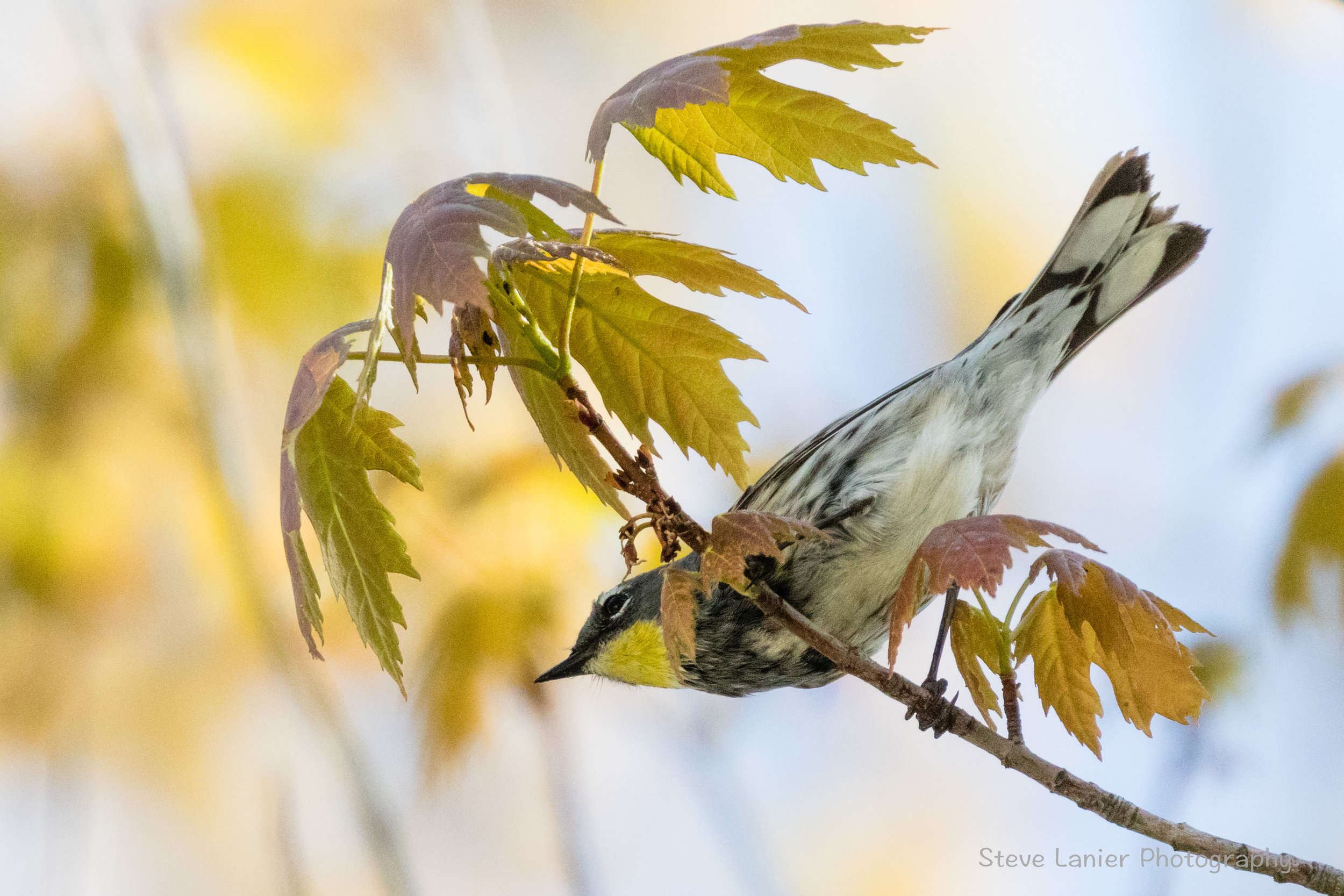 Yellow Rumped Warbler.  Edmonds Marsh, WA