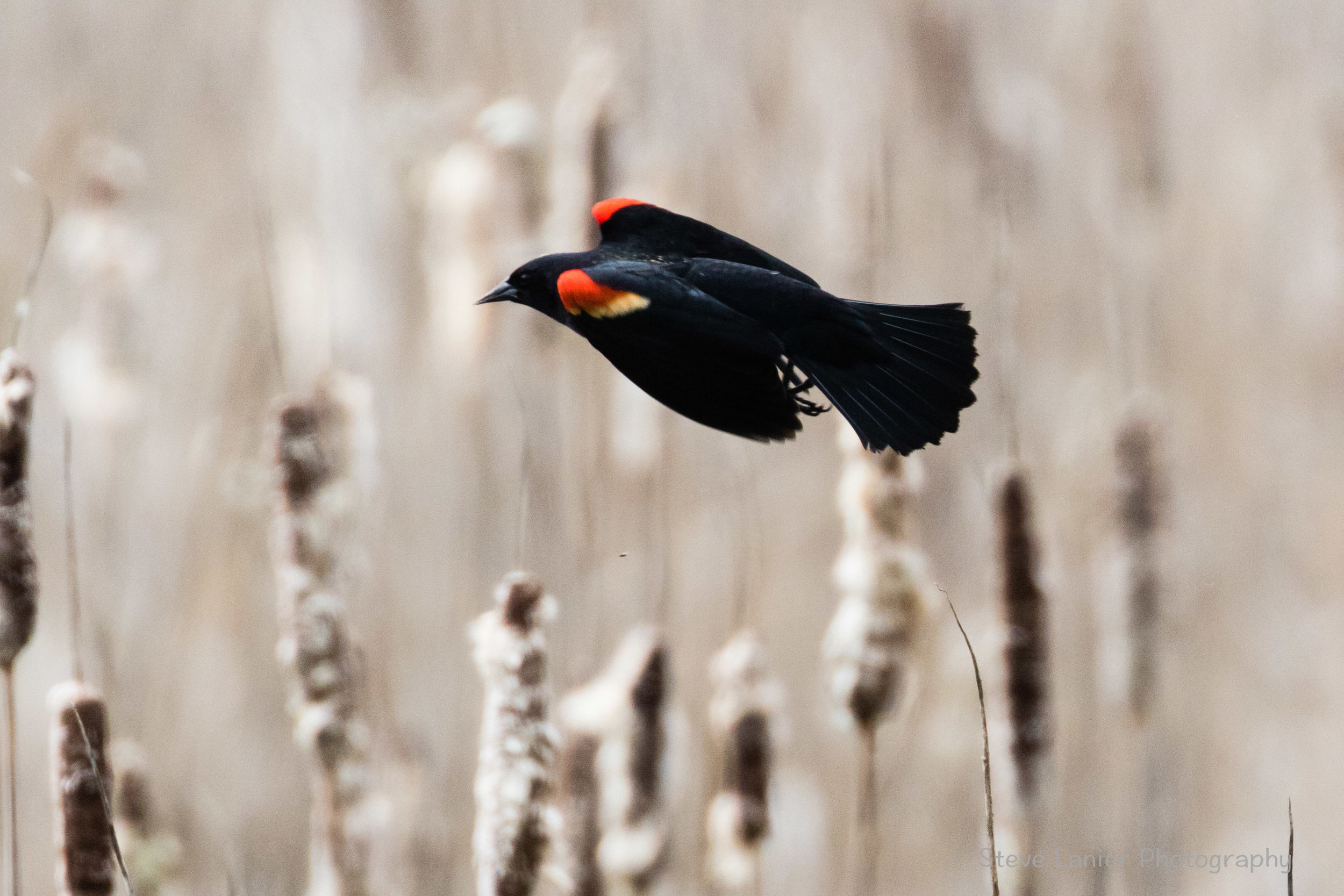 Male Red-Winged Blackbird.  Edmonds Marsh