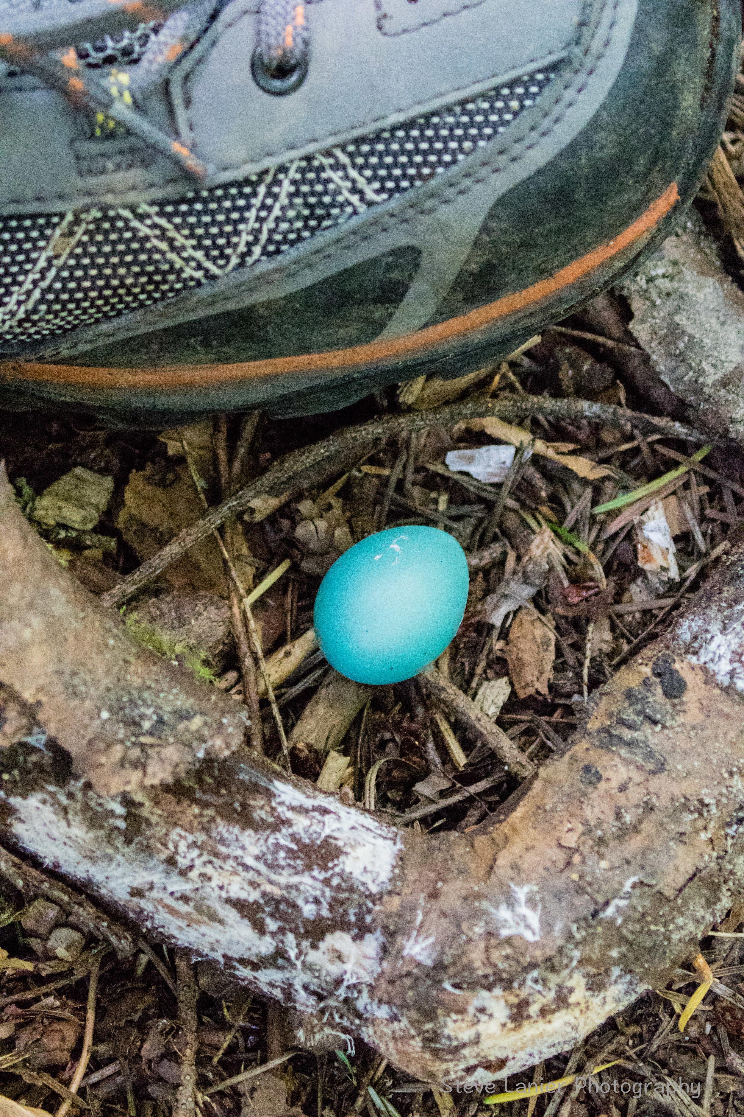 Bird's Egg.  Yost Park, Edmonds