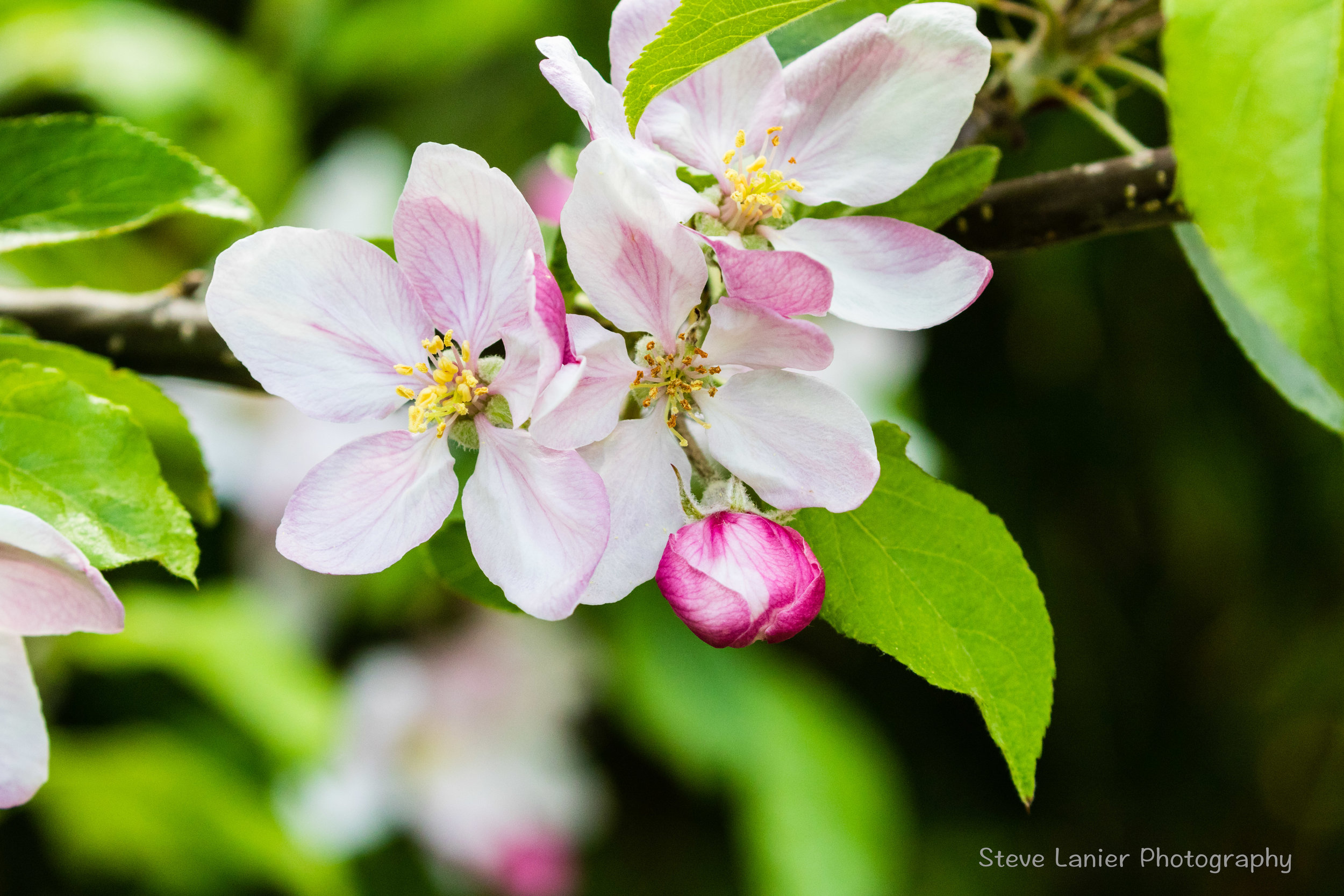 Apple Blossoms.  Edmonds, WA