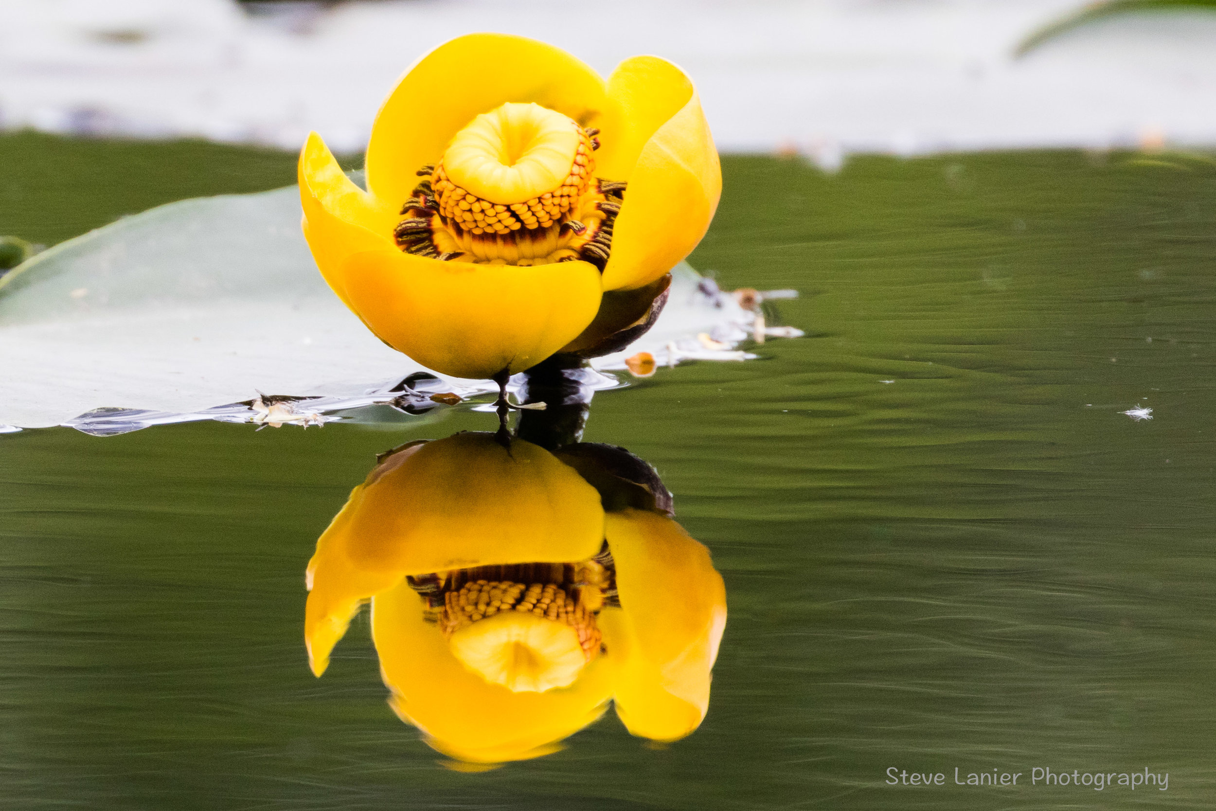 Water Lily.  Magnuson Park, Seattle