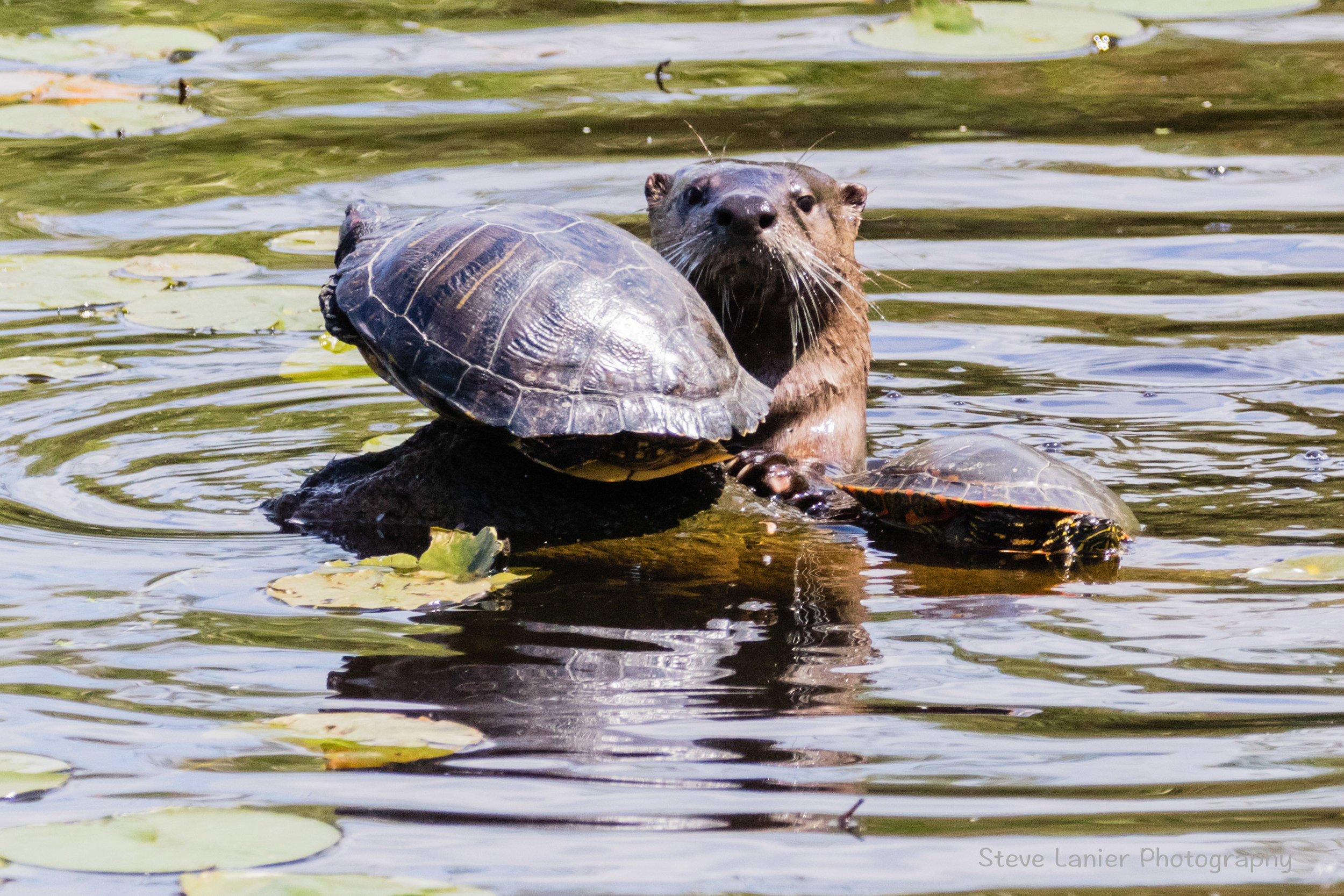 River Otter and Turtles.  Juanita Park