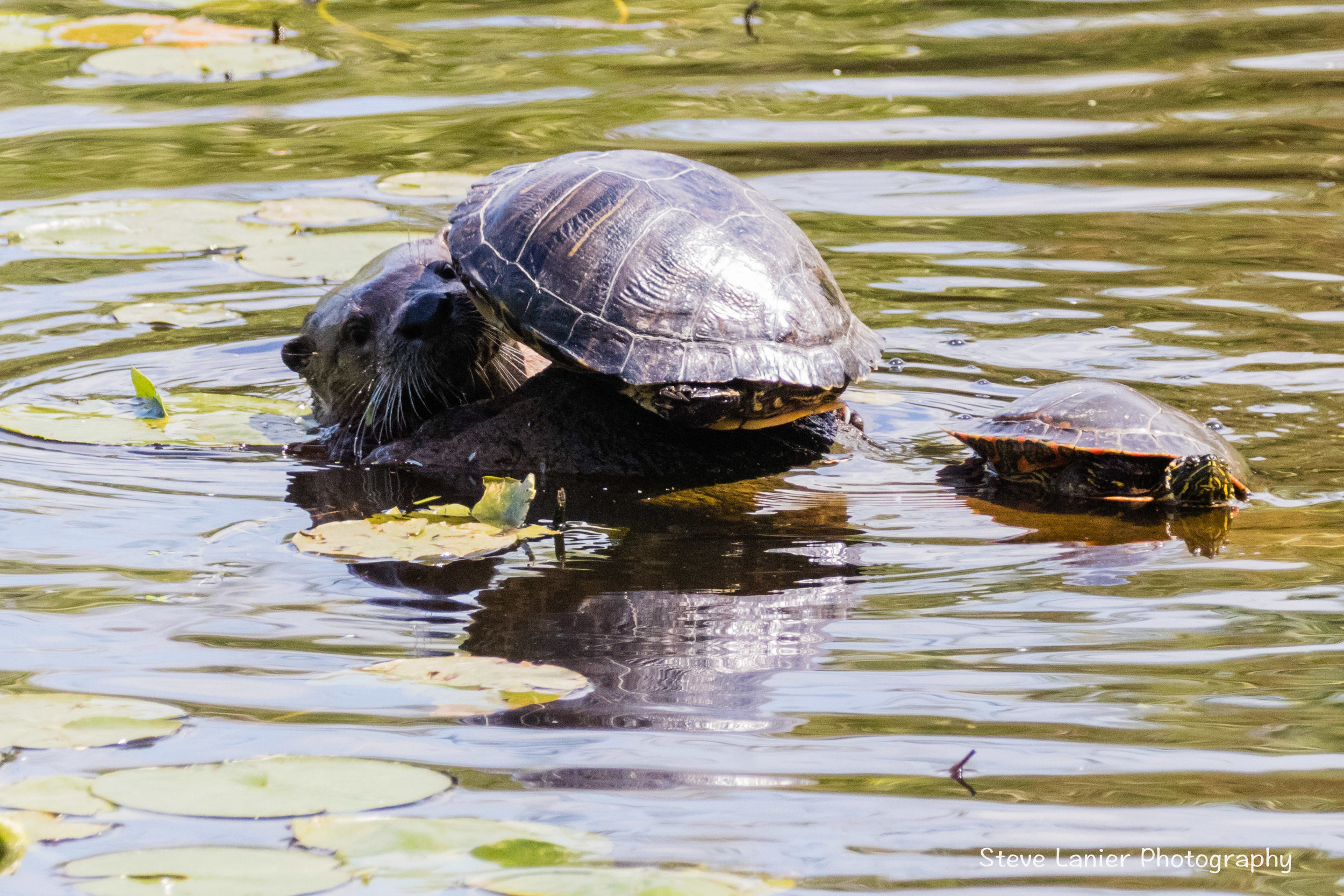 River Otter and Turtles.  Juanita Park