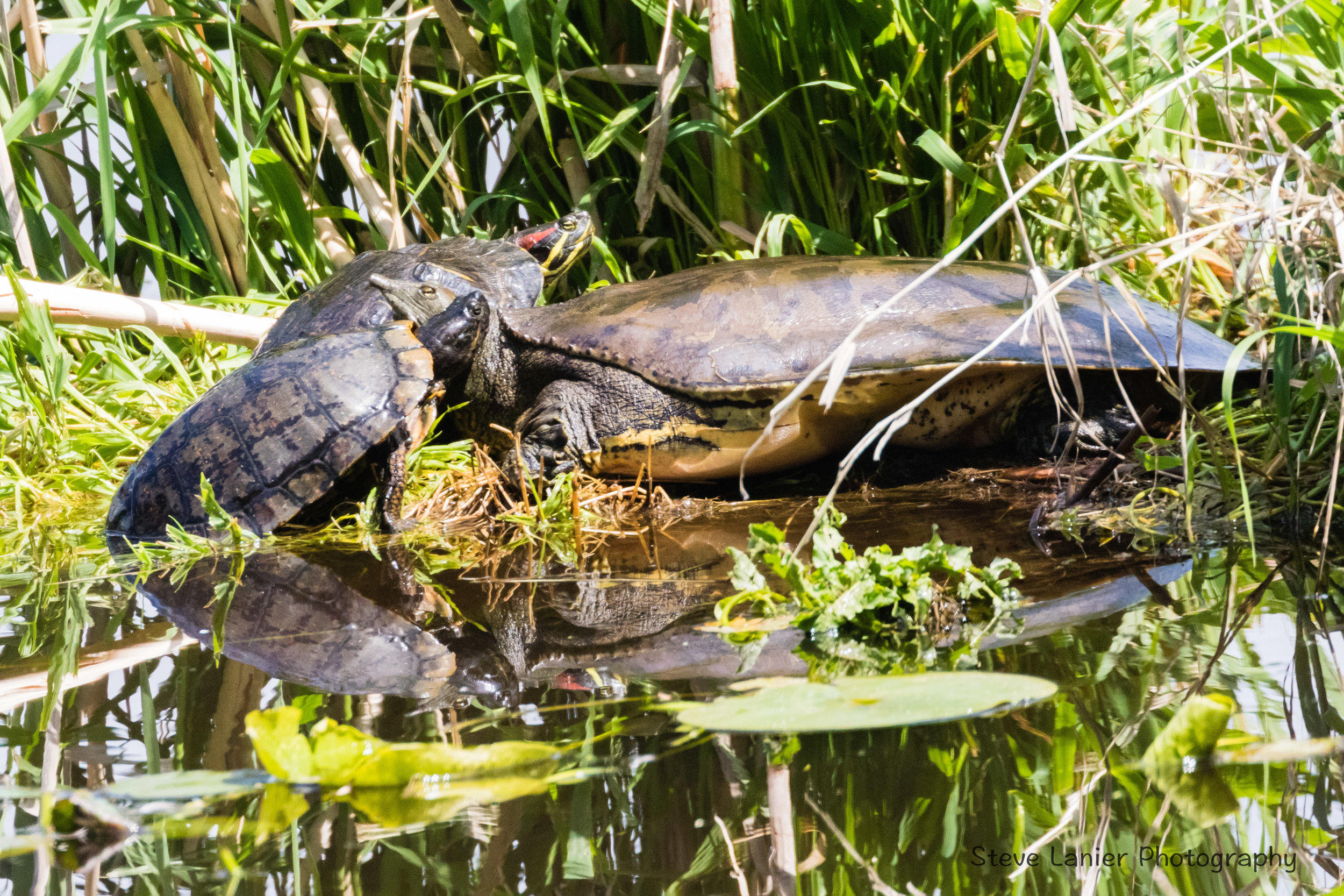 Turtles.  Juanita Park, WA