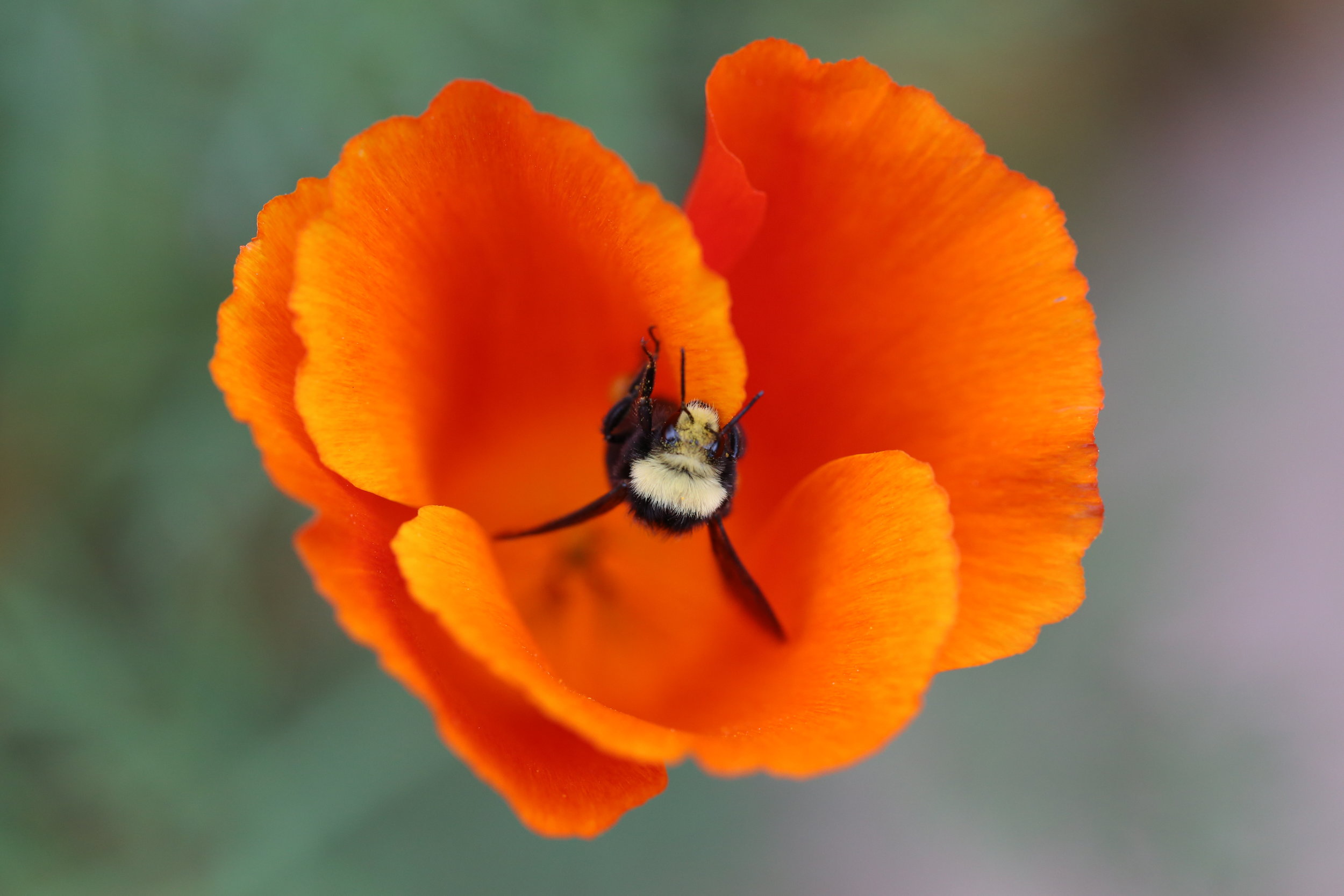 Bee on Poppy