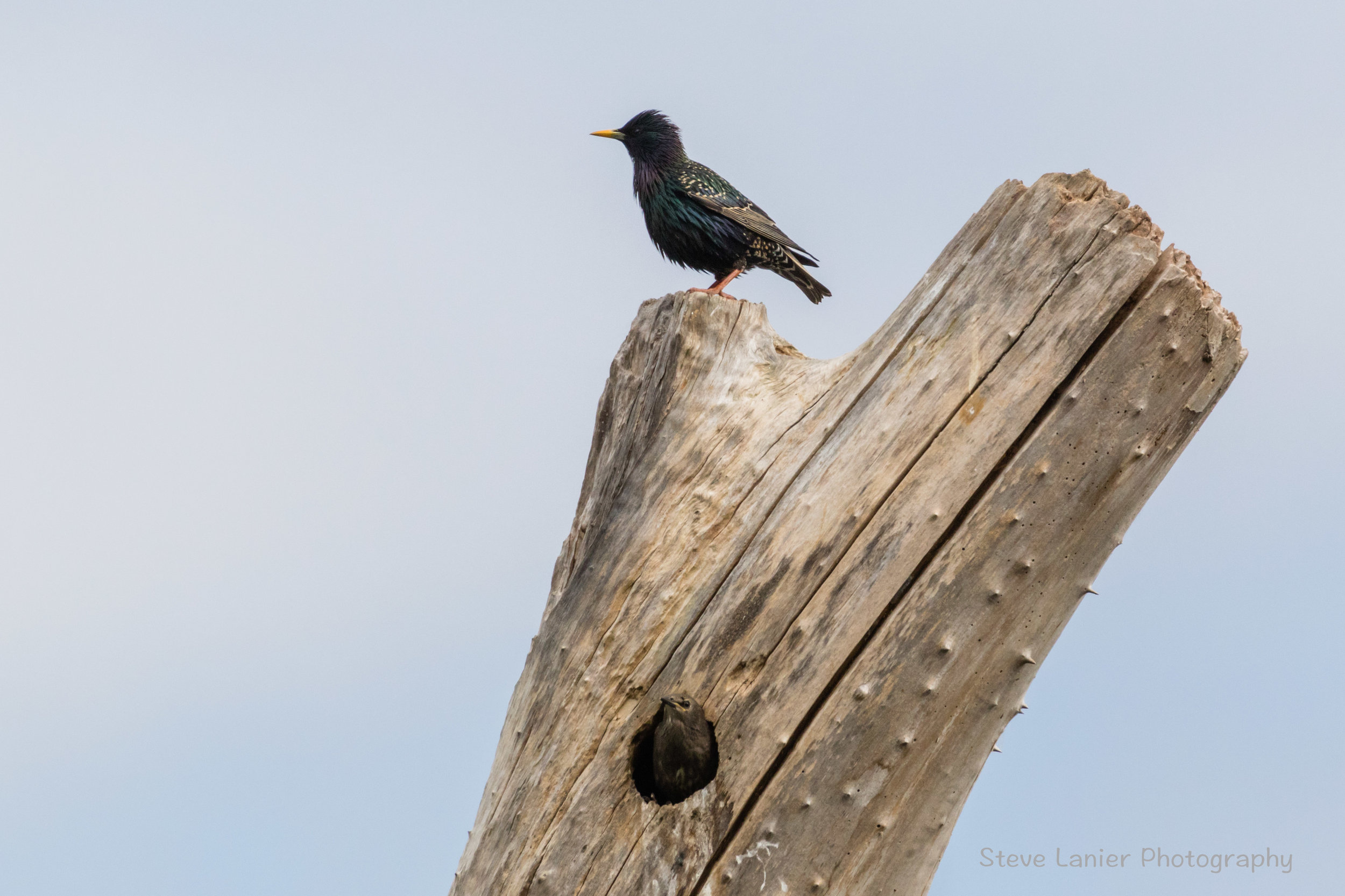 European Starling and Infant in Nest.  Magnuson Park, Seattle