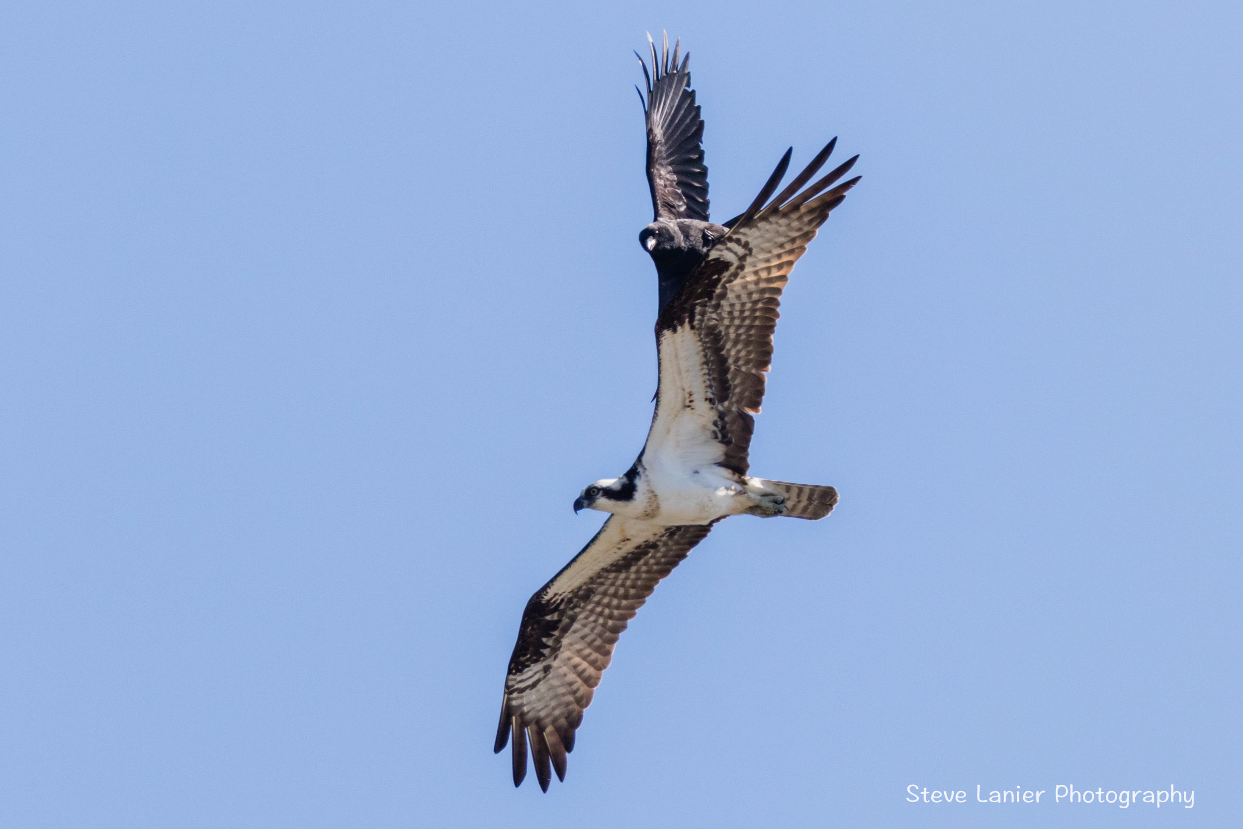 Osprey and Crow.  Edmonds, WA