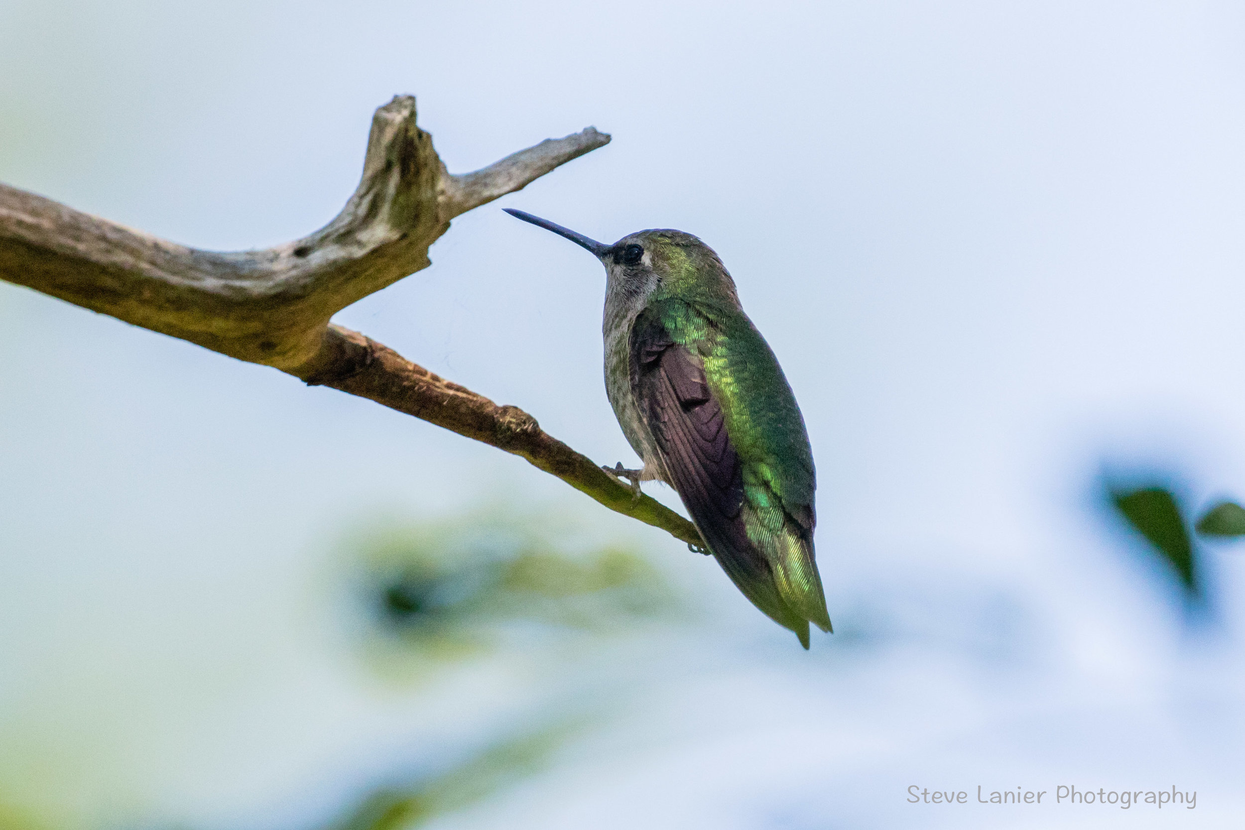 Hummingbird.  Edmonds Marina.