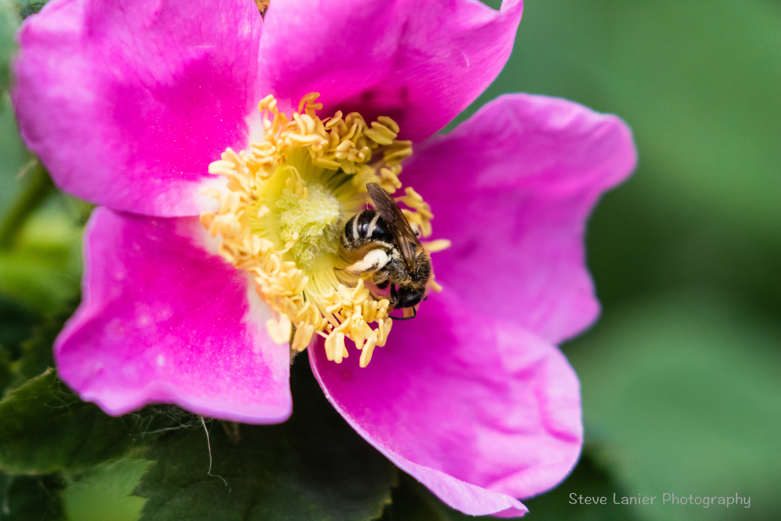Bee on Nootka Rose