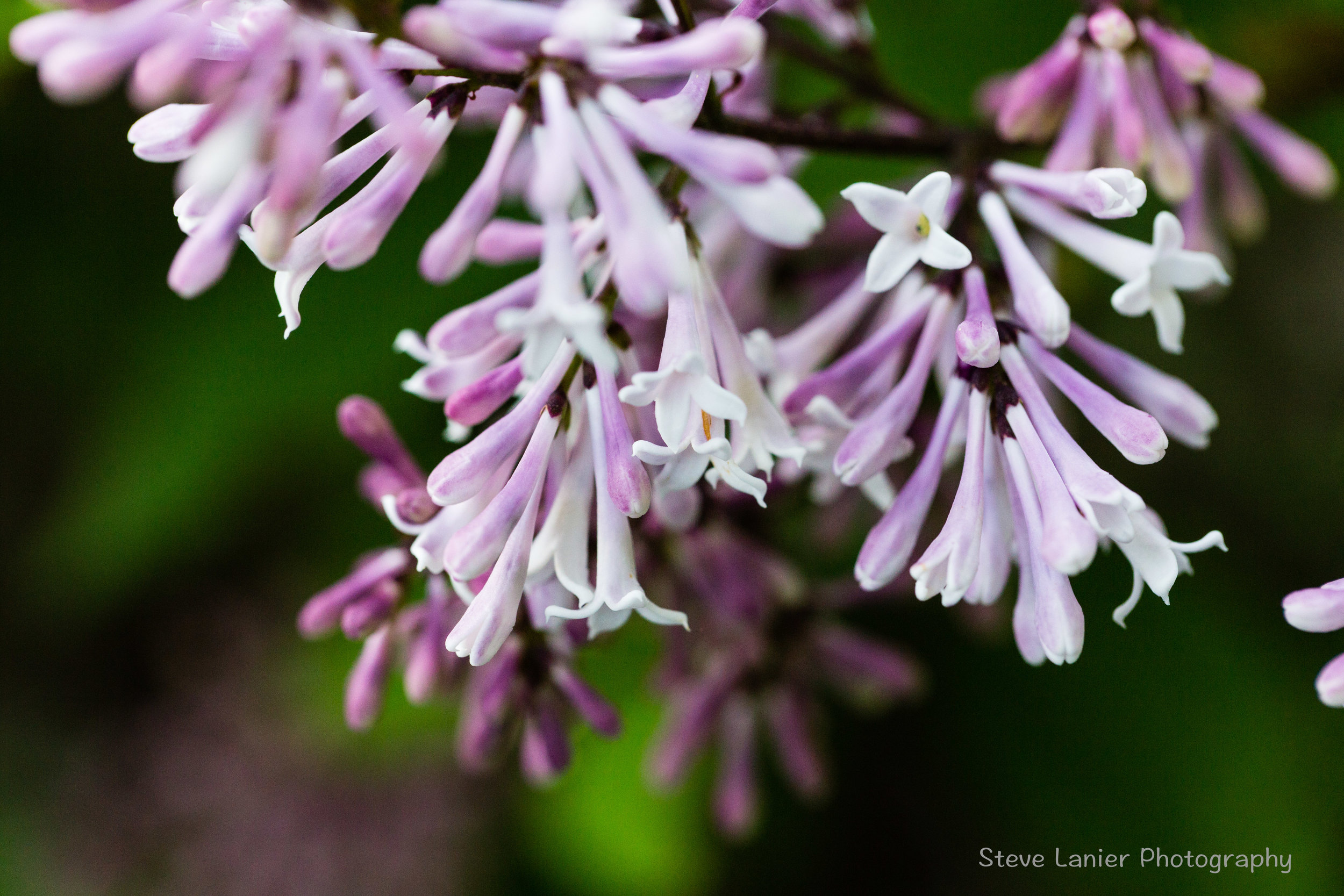 Miss Kim Lavender.