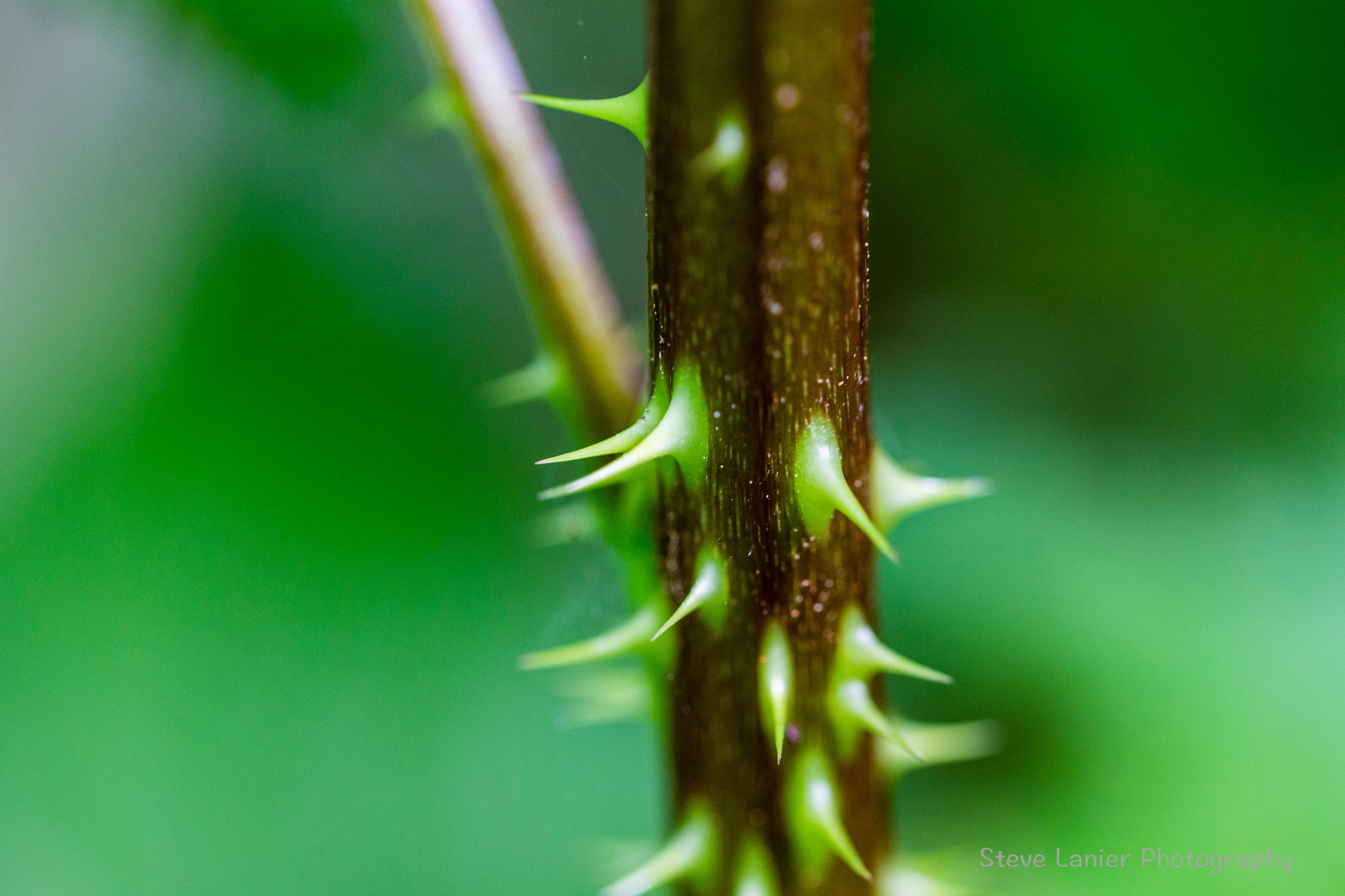 New Thorns on Salmonberry Stalk
