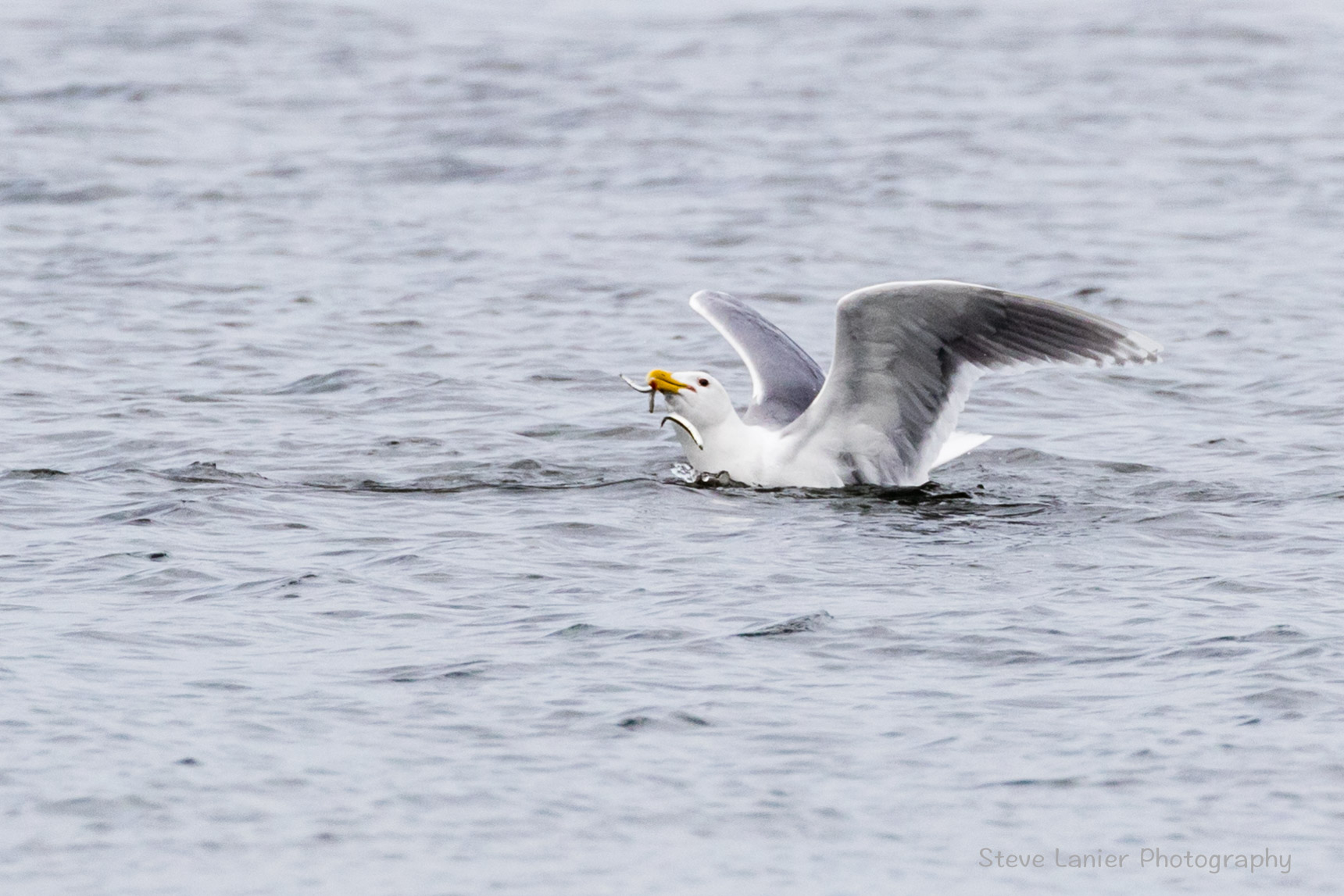 Gull with Fish.   Edmonds Waterfront.