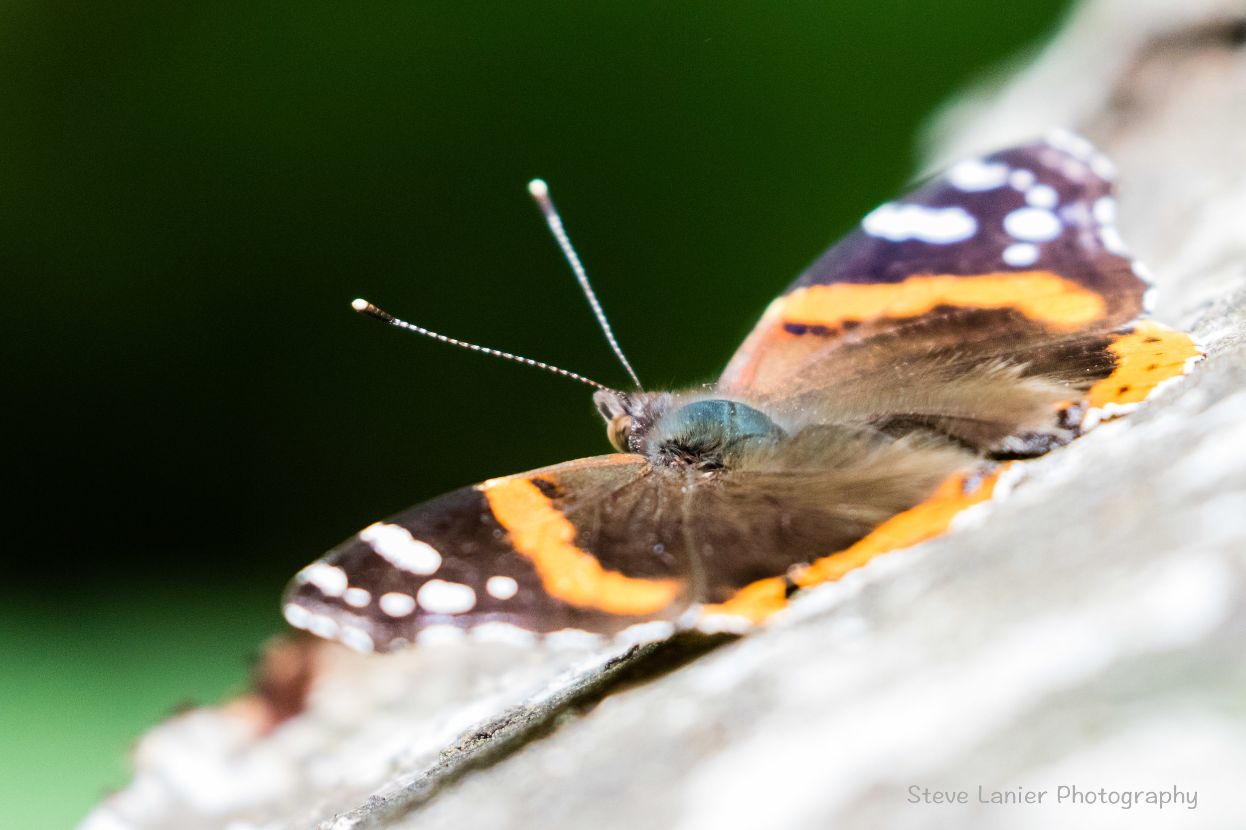 Red Admiral Butterfly.  Yost Park, Edmonds.