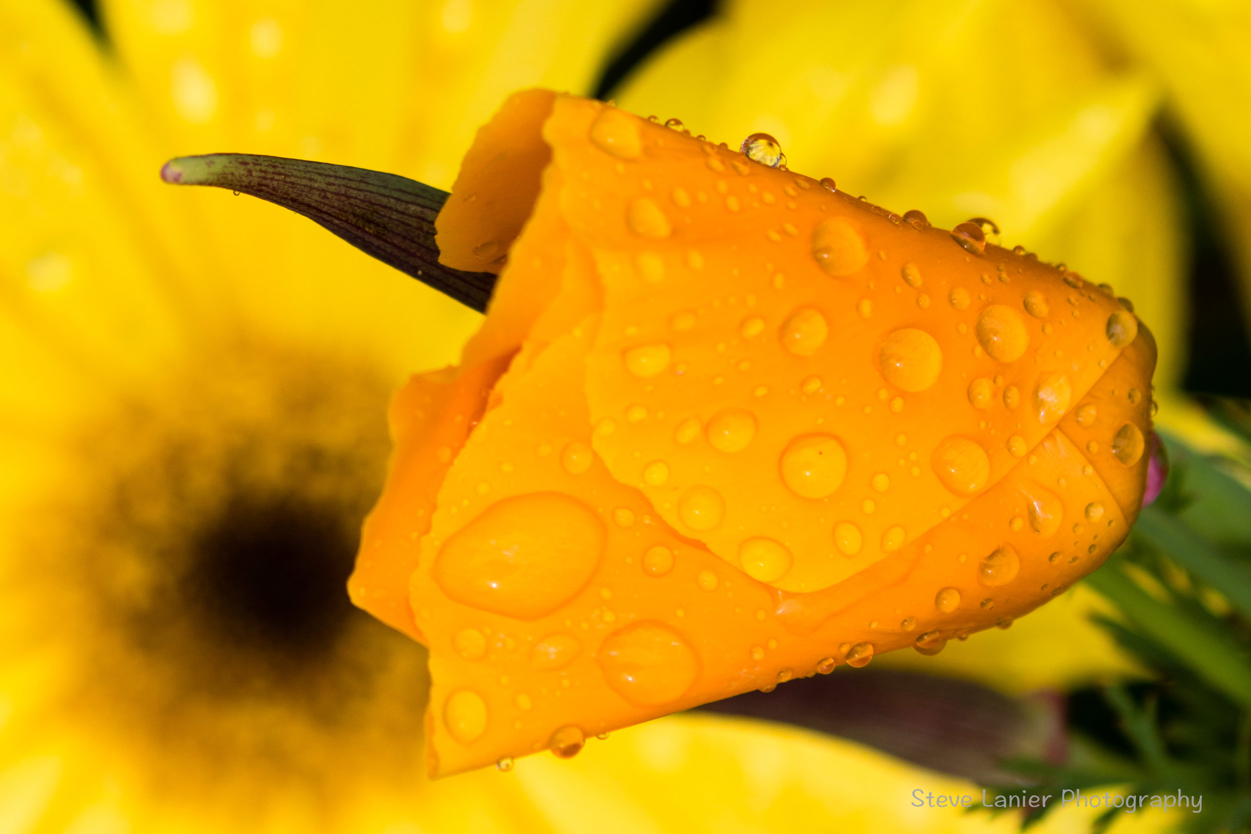 California Poppy after a shower.  Edmonds, WA