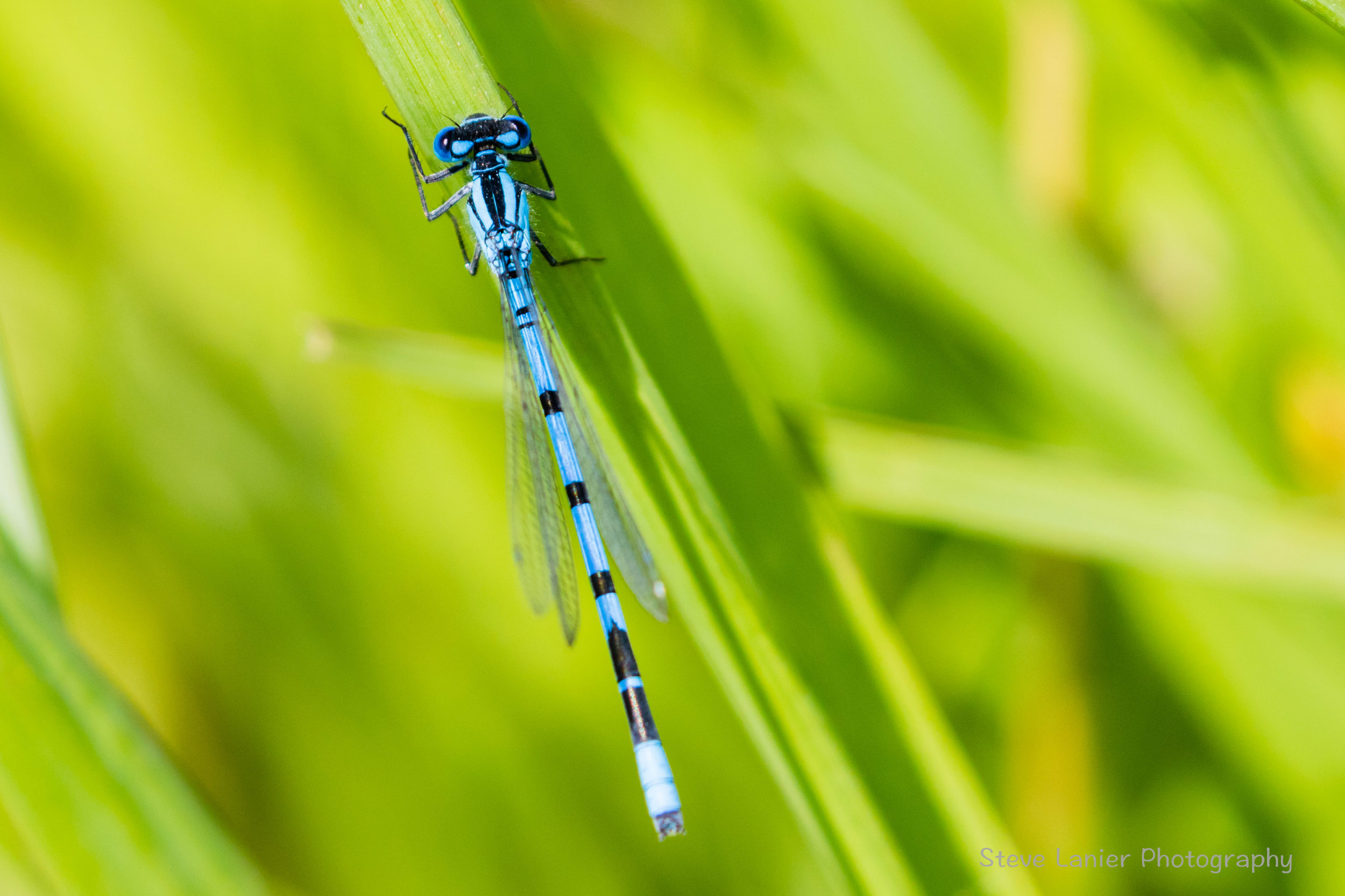 Damselfly.  Slavin Conservation Area, Spokane.