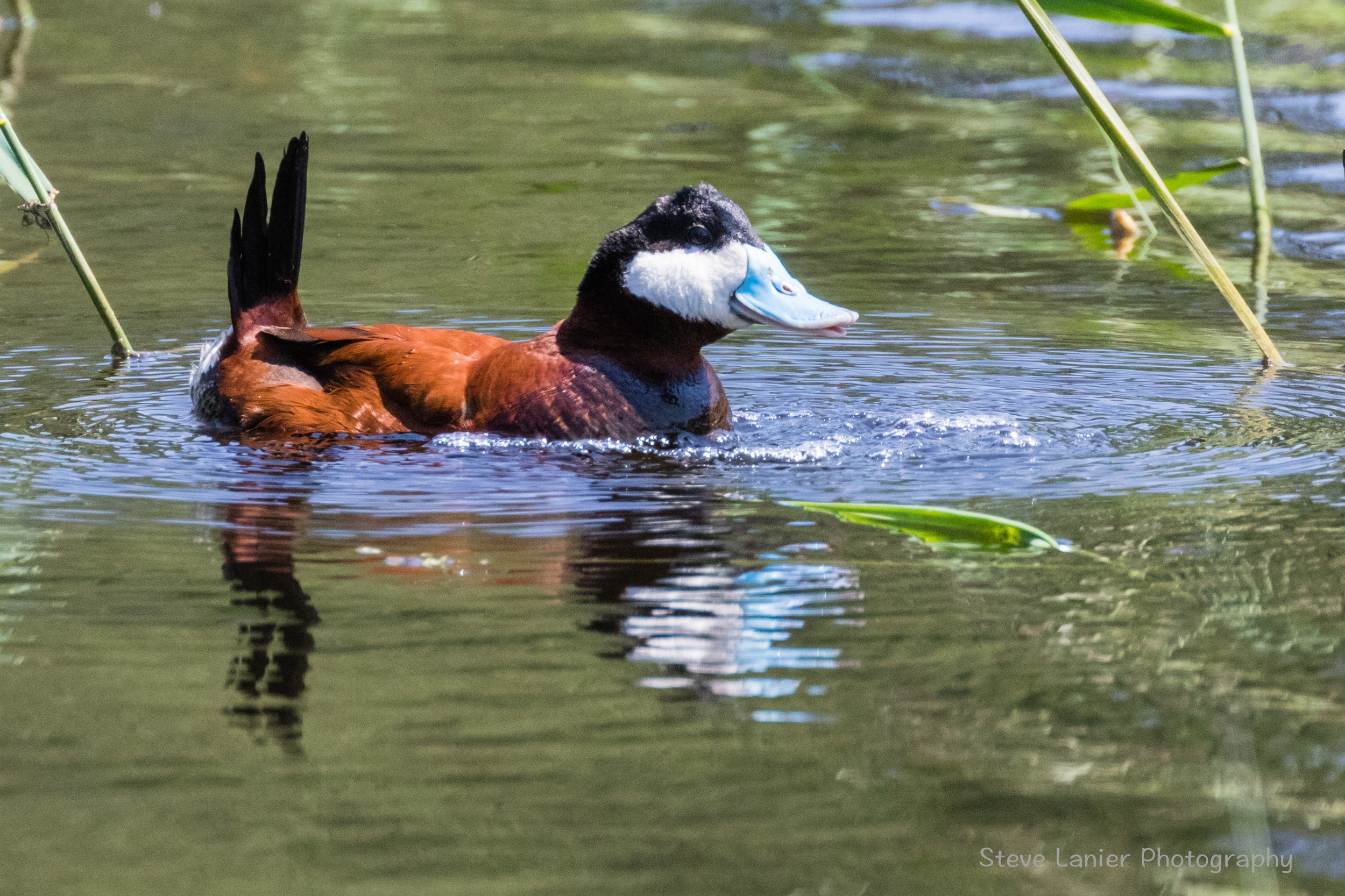 Ruddy Duck.  Slavin Conservation Area, Spokane, WA