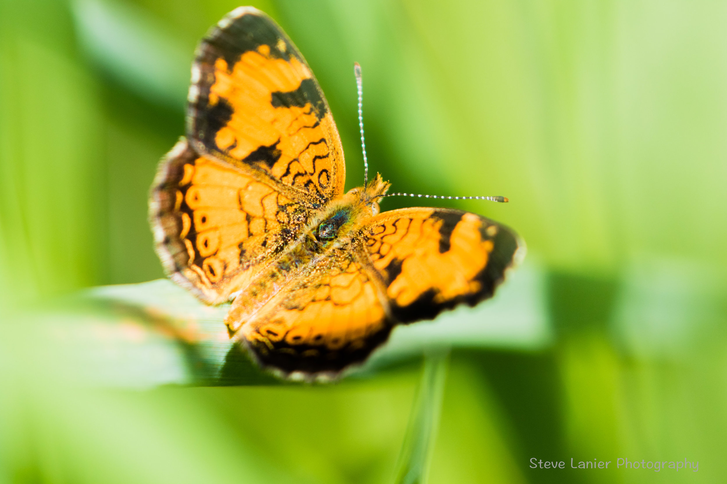 Orange Butterfly.  Yost Park, Edmonds WA.